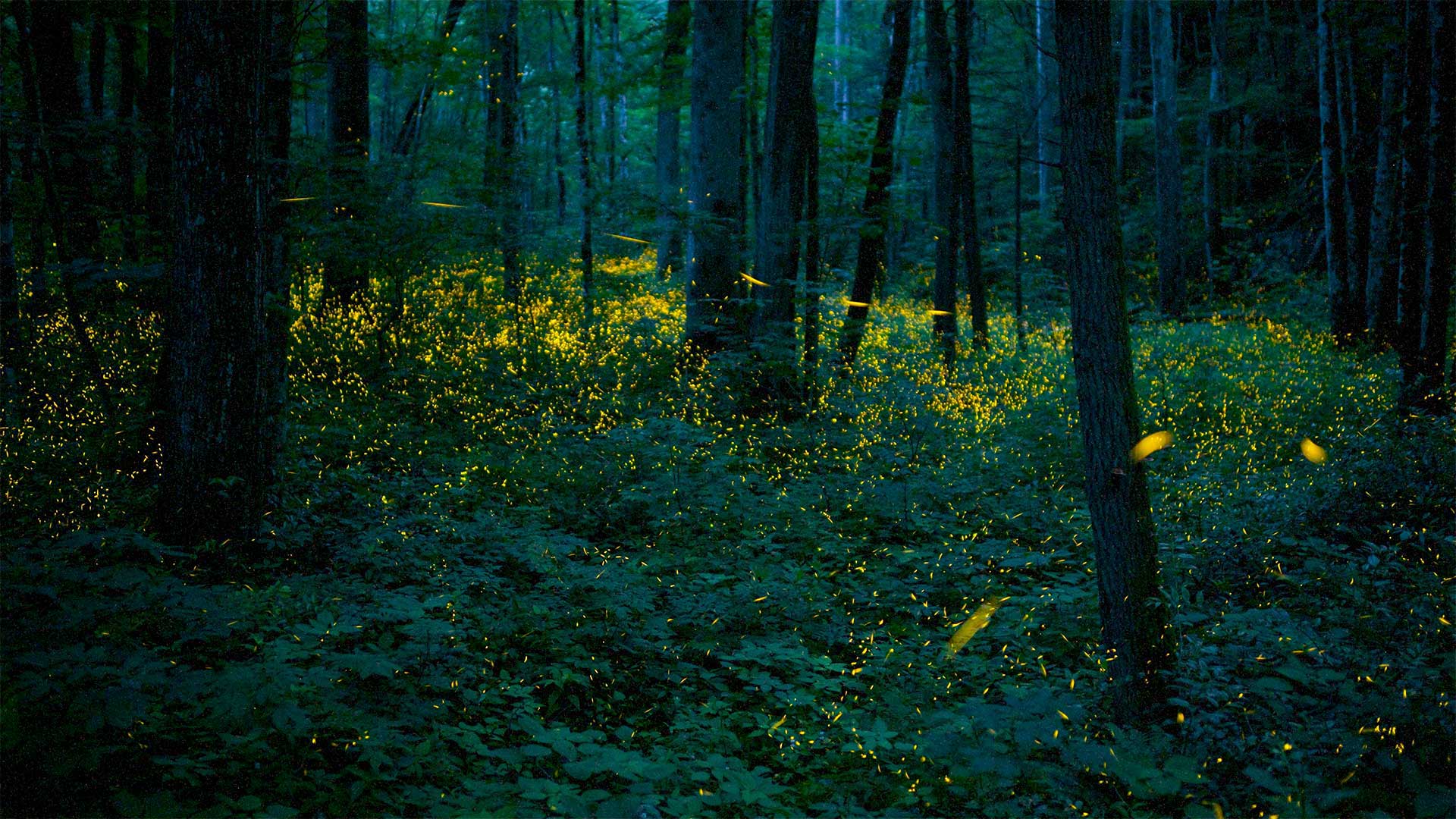 SynchronousFireflies_ZH-CN6323931412_1920x1080.jpg