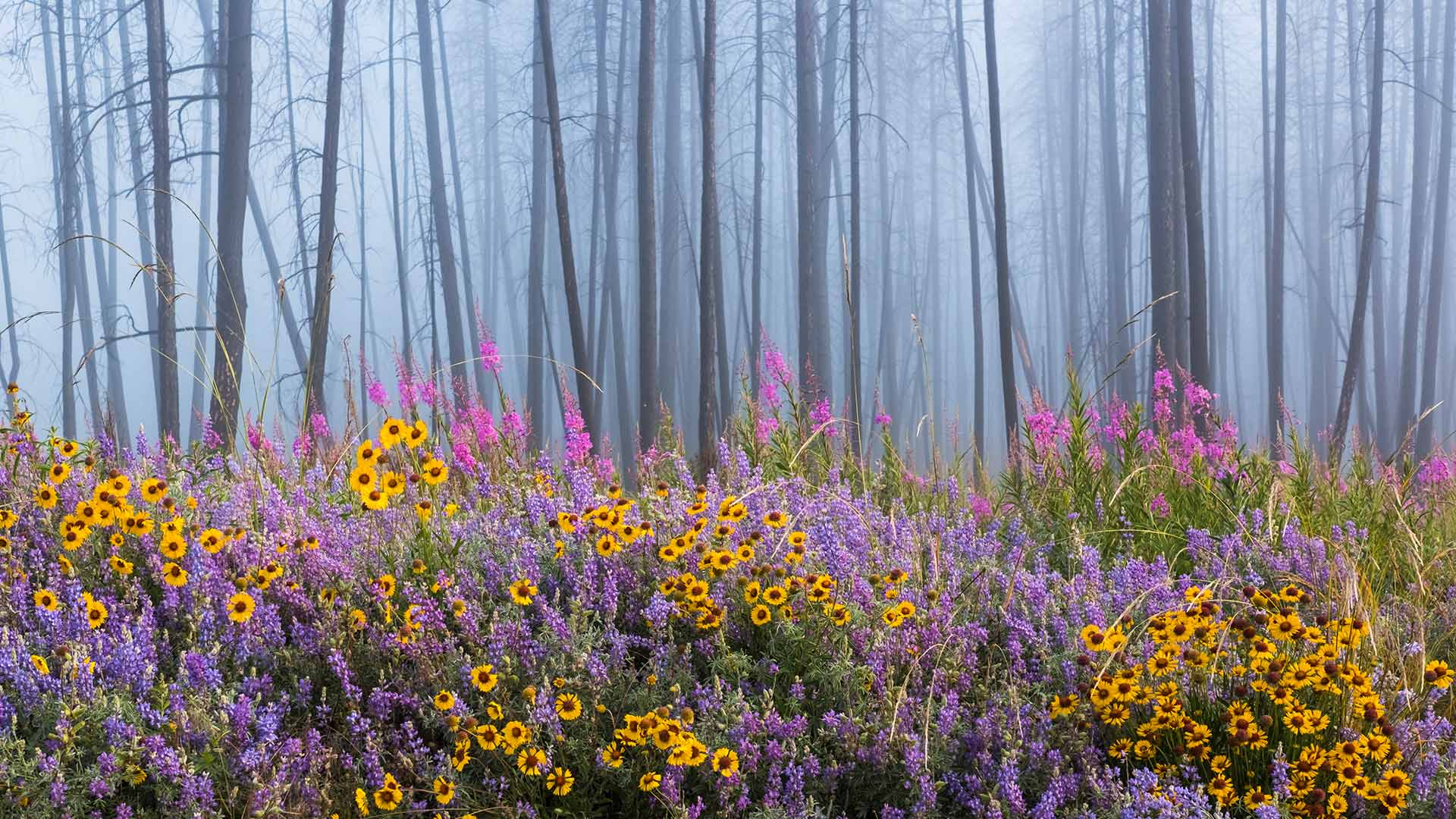 WildflowersBC_ZH-CN8732388724_1920x1080.jpg
