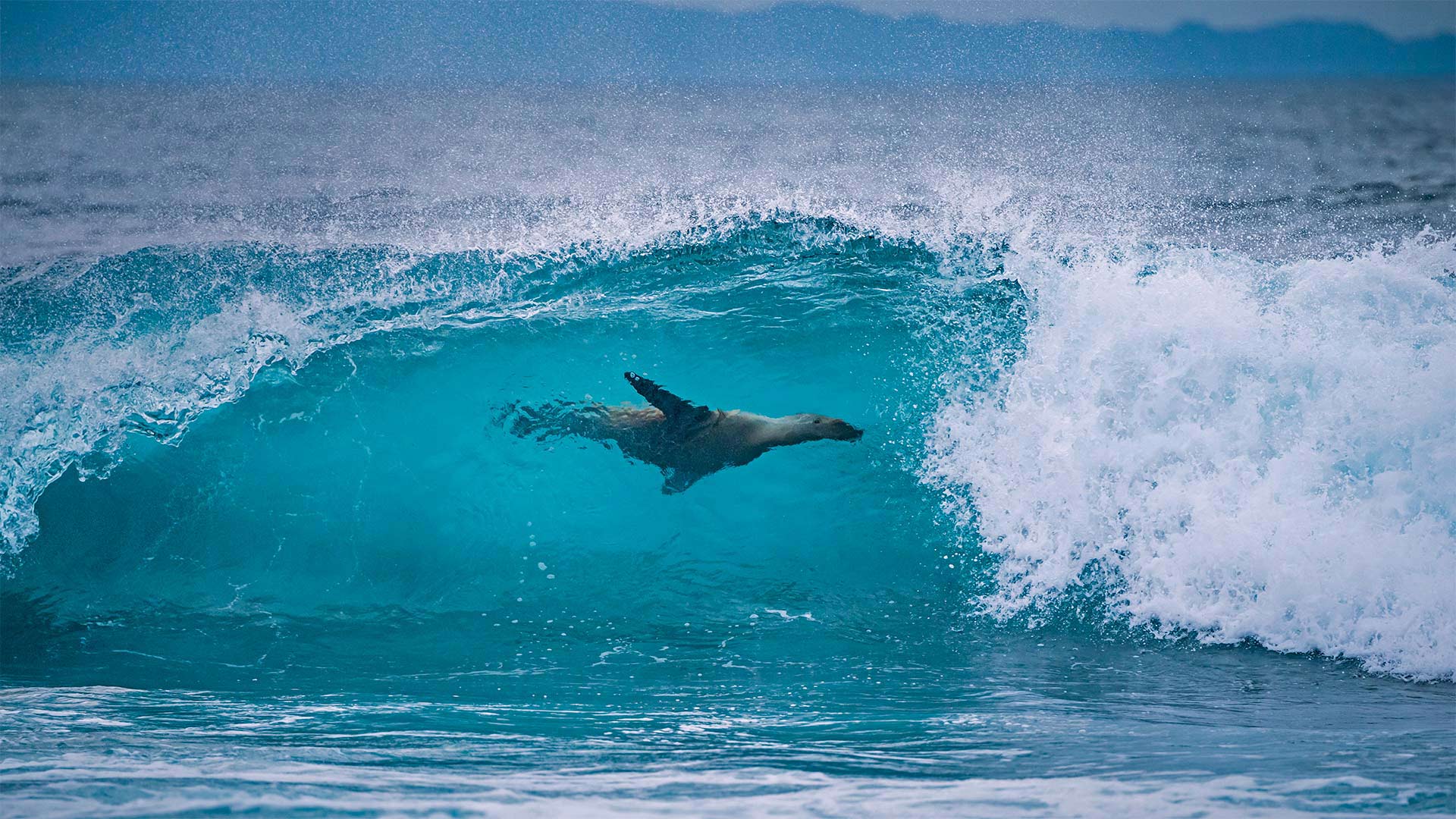 LionSurfing_ZH-CN7369892268_1920x1080.jpg