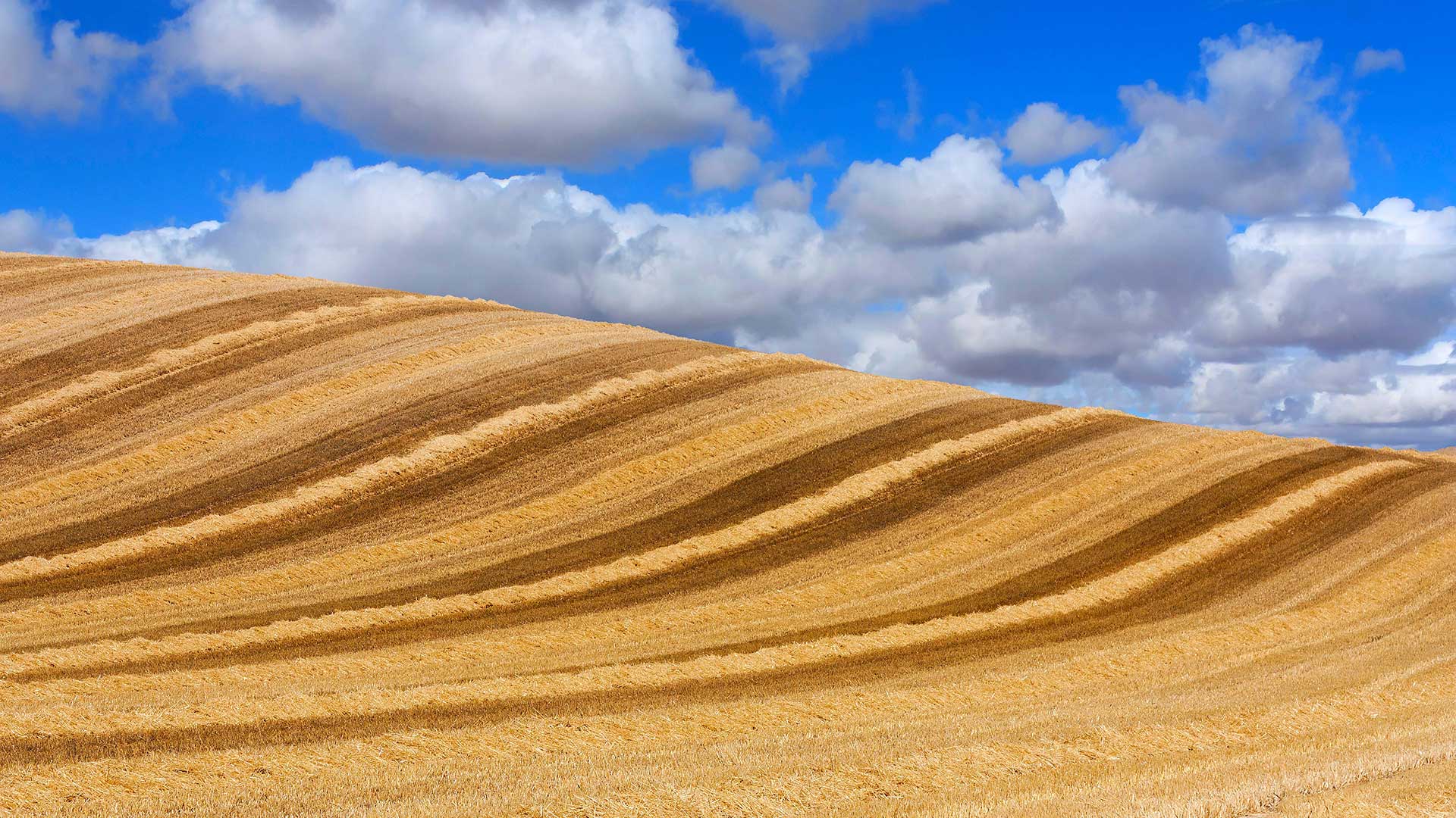 WheatCastilla_ZH-CN2814576294_1920x1080.jpg