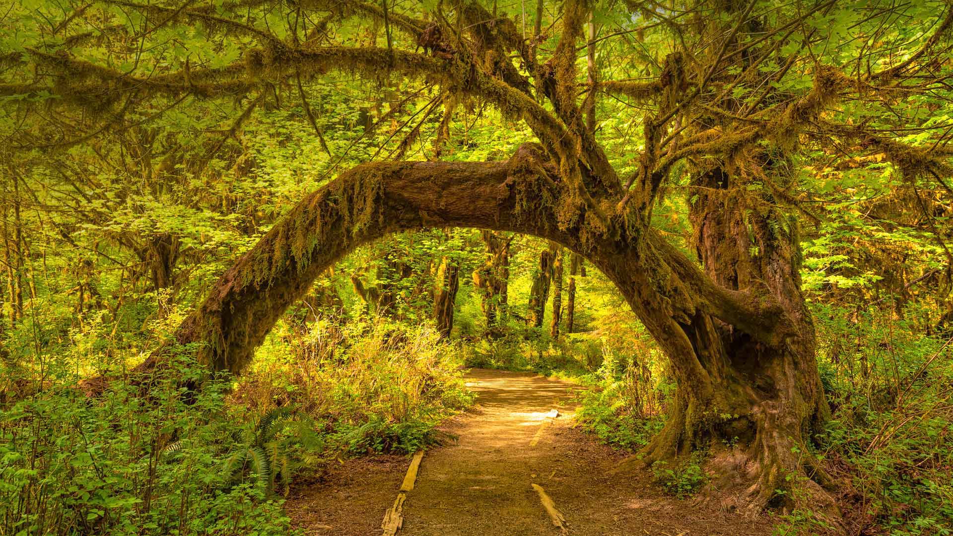 SunnyRainforest_ZH-CN1412617420_1920x1080.jpg