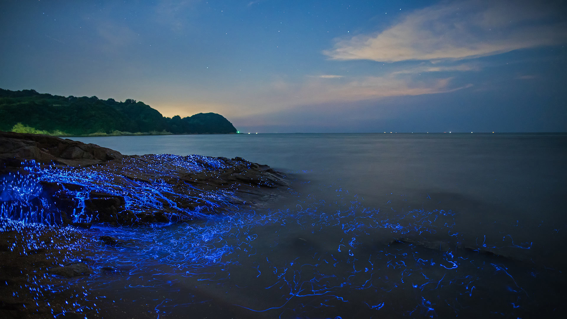 SeaFireflies_ZH-CN5748822339_1920x1080.jpg