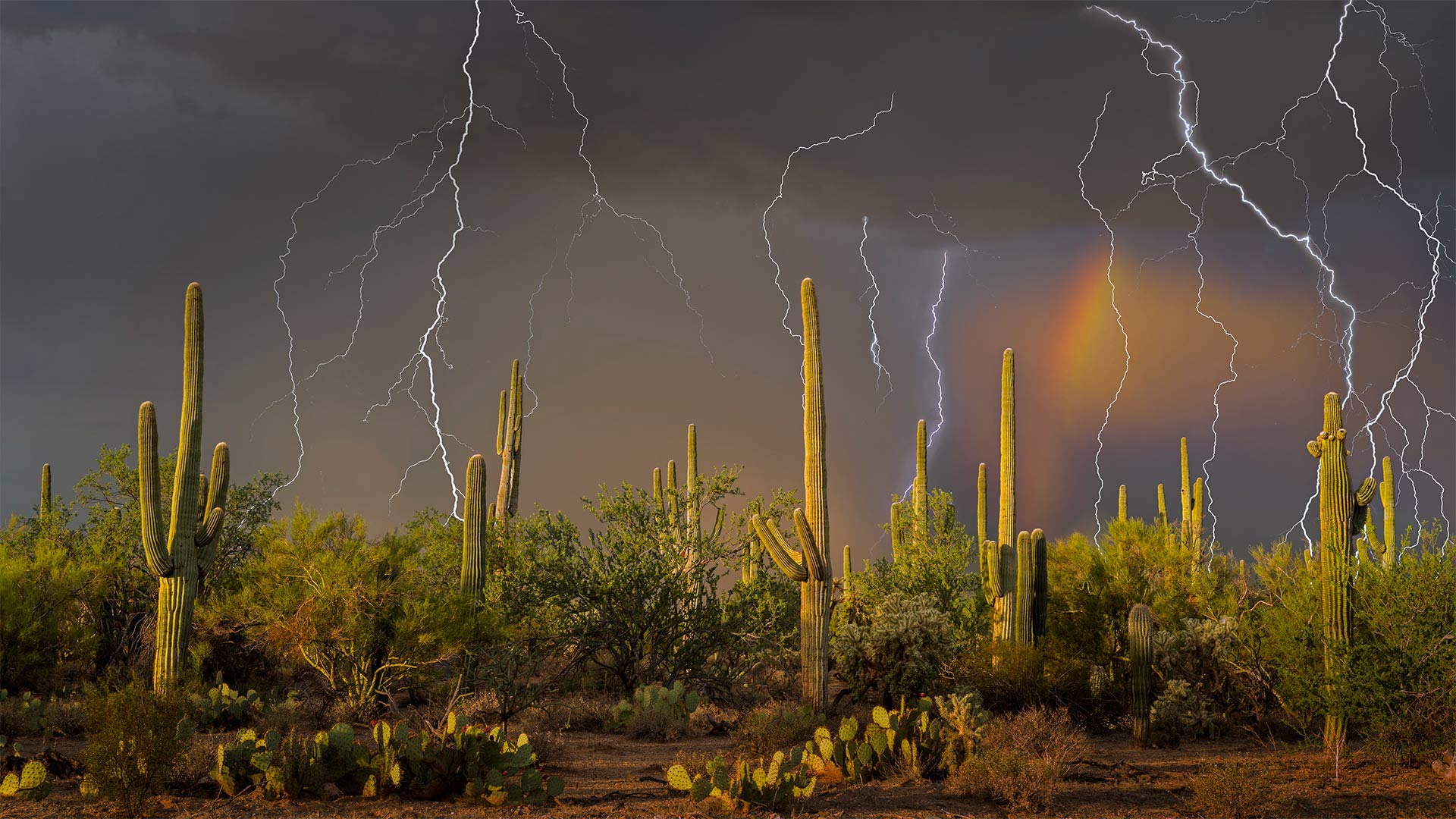 SaguaroLightning_ZH-CN4157442270_1920x1080.jpg