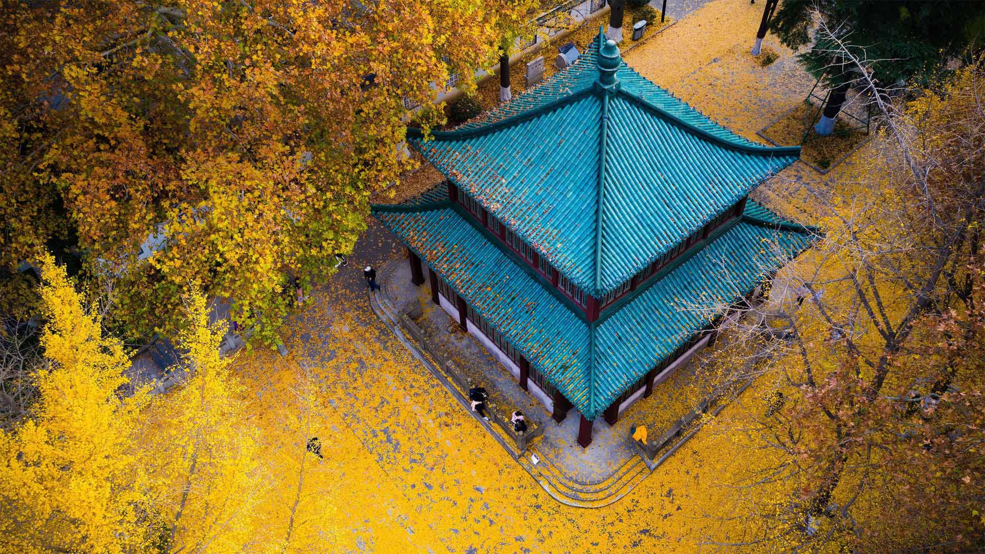 GoldenGinkgo_ZH-CN8507013452_1920x1080.jpg