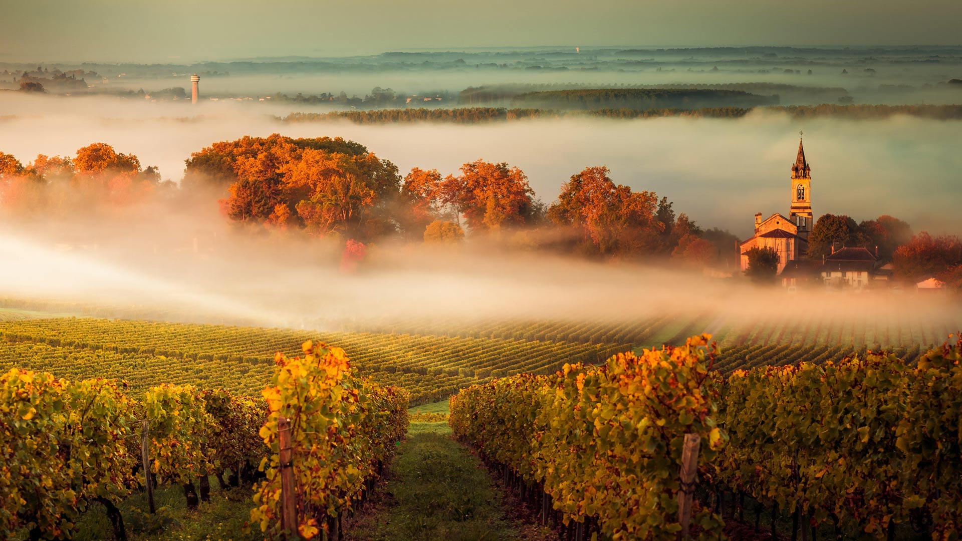MistyVineyard_ZH-CN7642034150_1920x1080.jpg