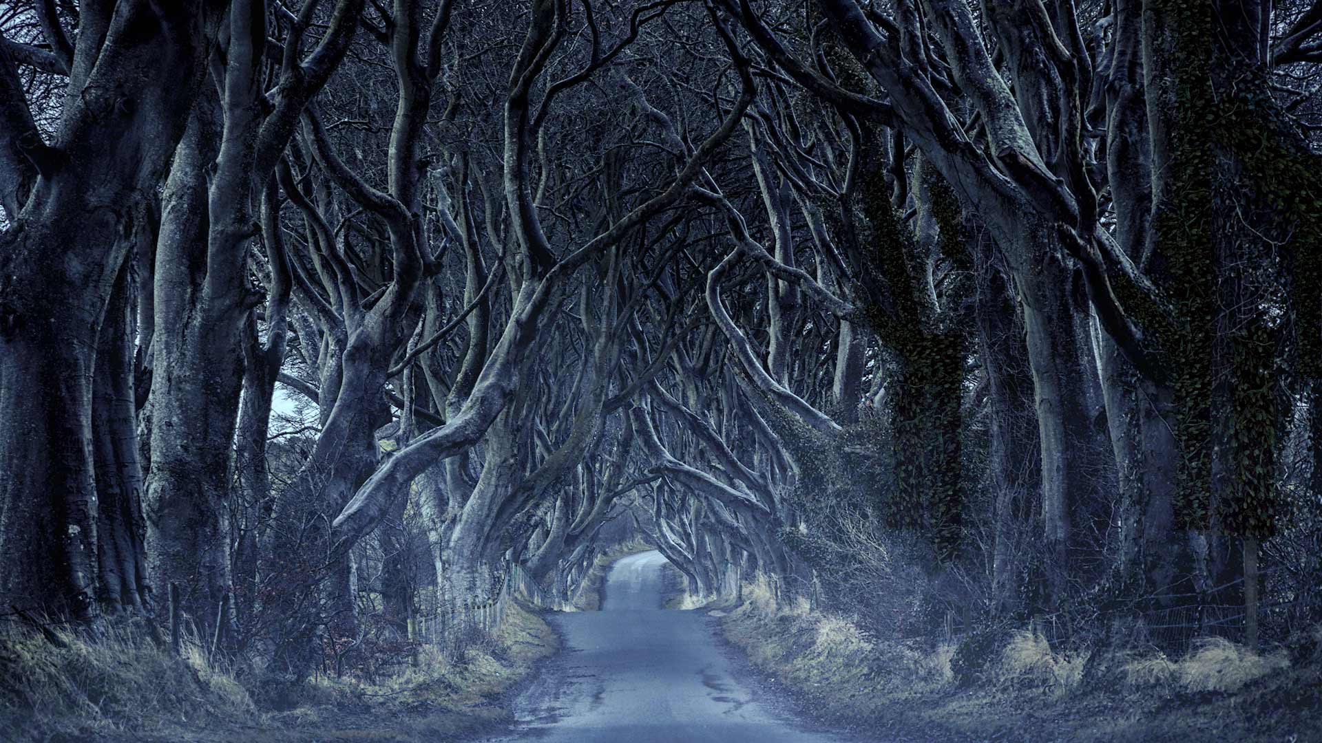 SpookyHedges_FF_1920x1080_HD_ZH-CN11887411.jpg