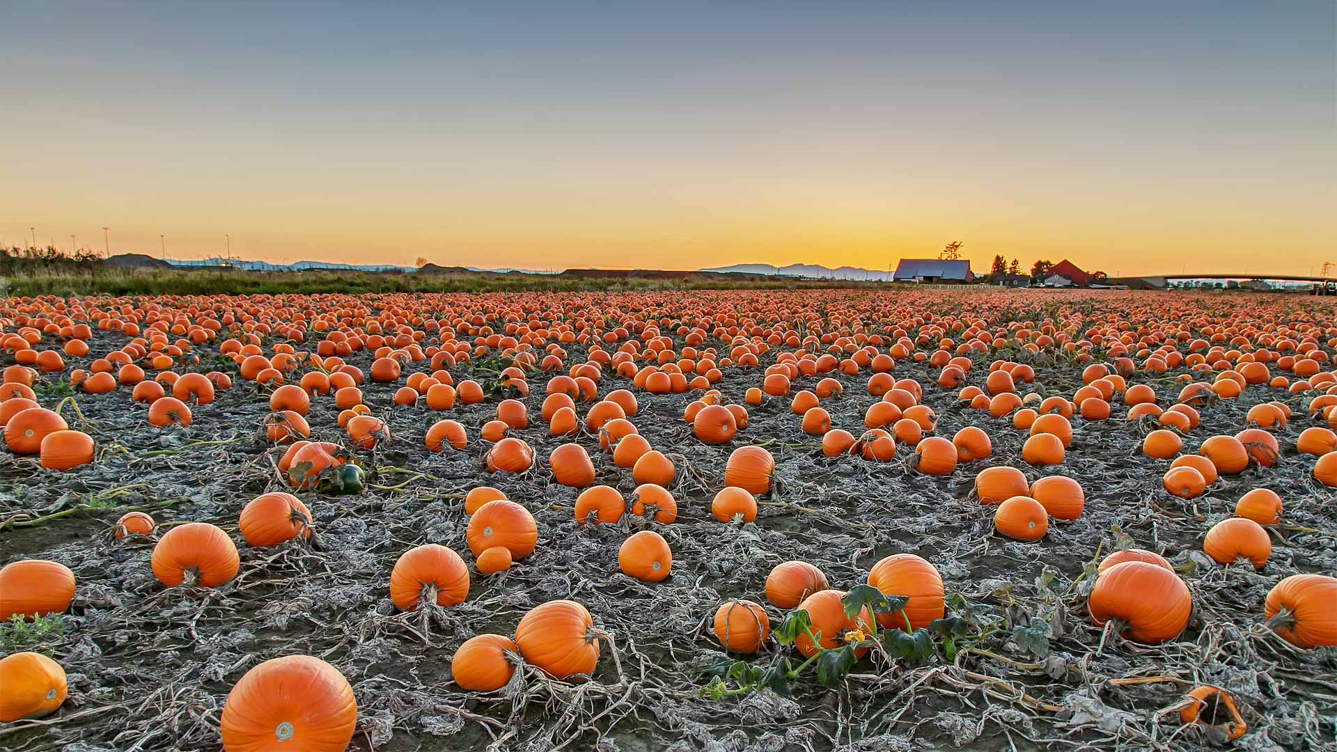 BCPumpkins_ZH-CN7878617476_1920x1080.jpg