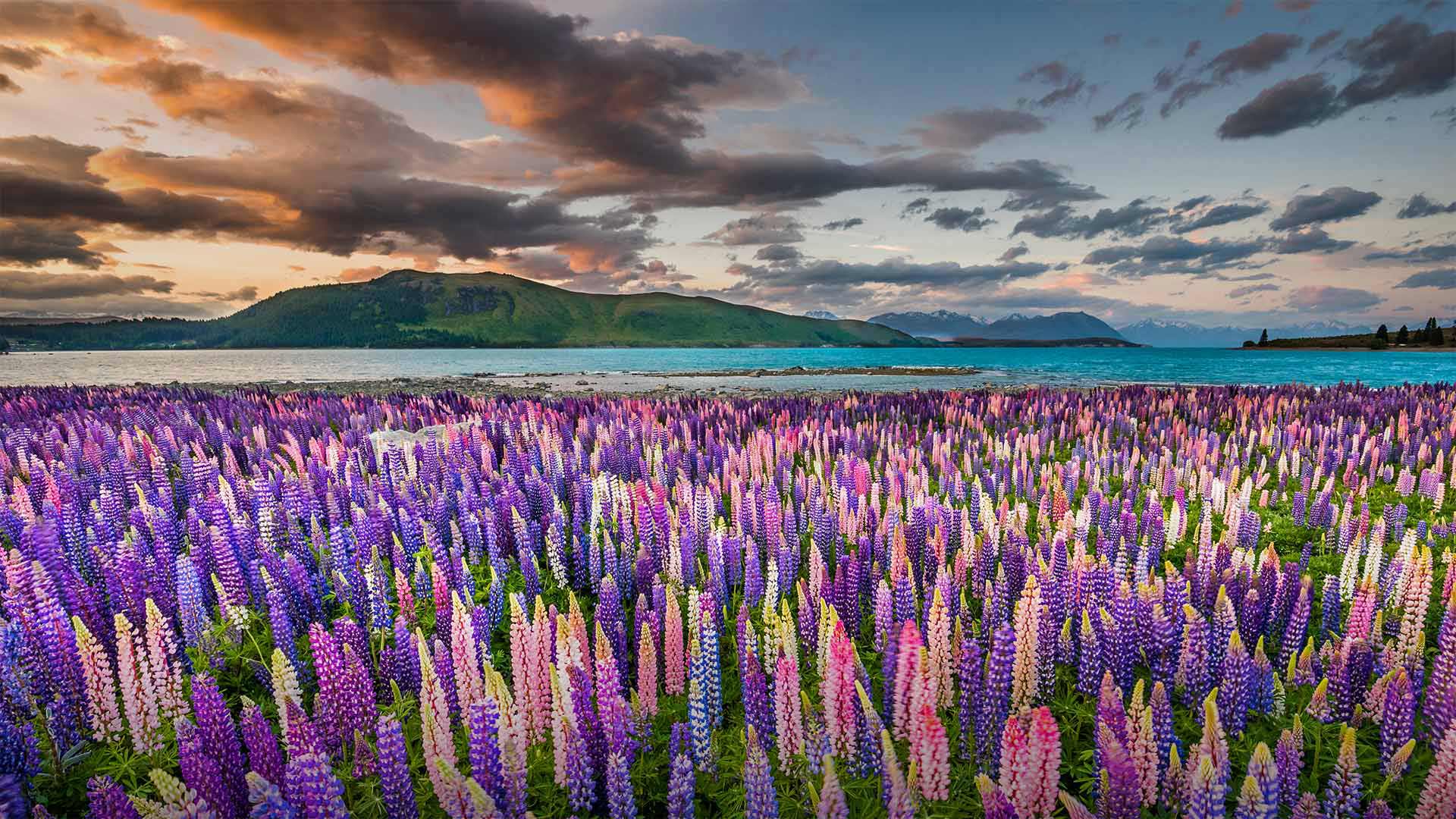 LupineNZ_ZH-CN0613960648_1920x1080.jpg