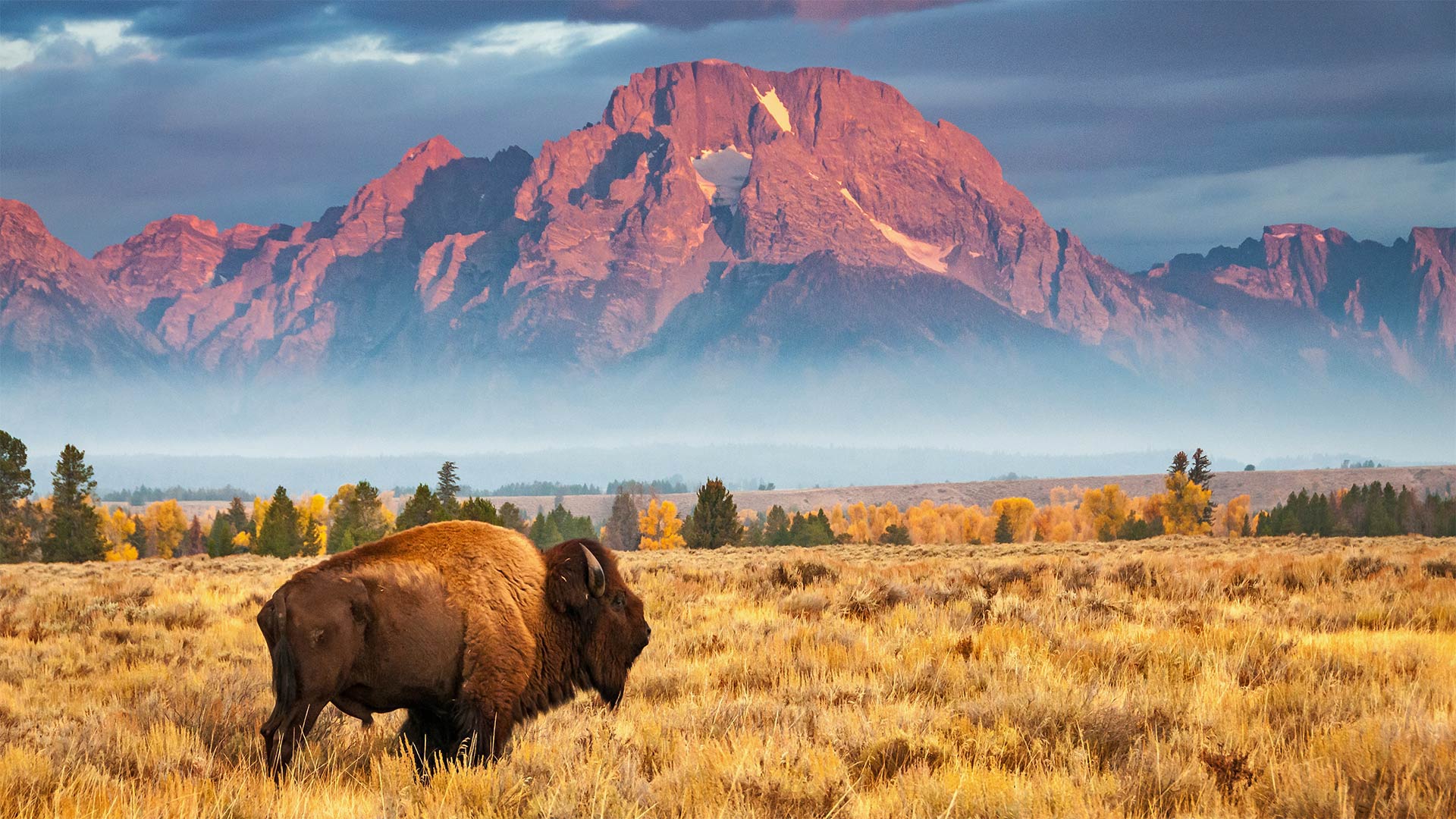 BigBison_ZH-CN9480861825_1920x1080.jpg
