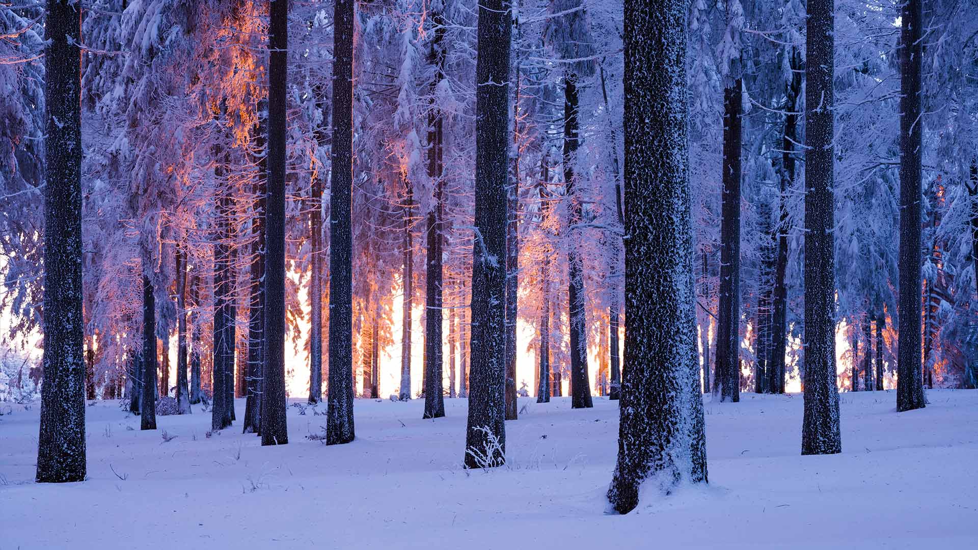 NarniaForest_ZH-CN8466850438_1920x1080.jpg