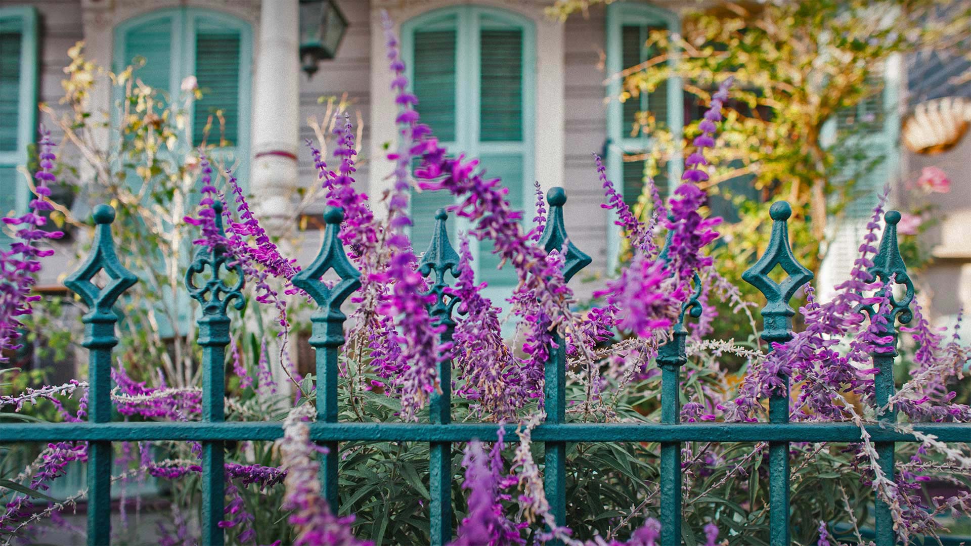 PurpleFlowers_ZH-CN7975901617_1920x1080.jpg