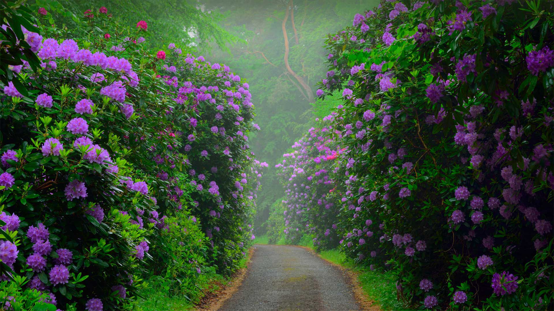Rhododendron_ZH-CN8481644646_1920x1080.jpg