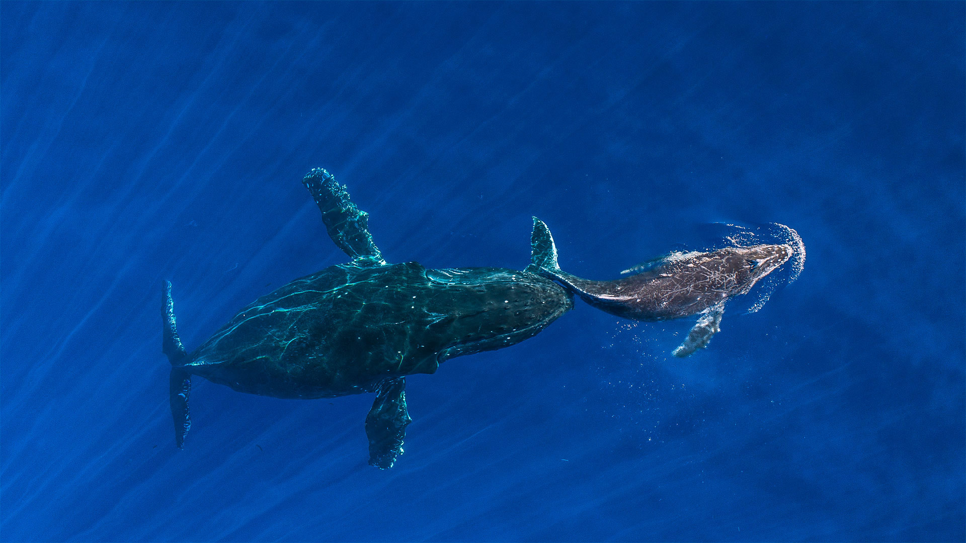 HumpbackMom_ZH-CN0218207583_1920x1080.jpg