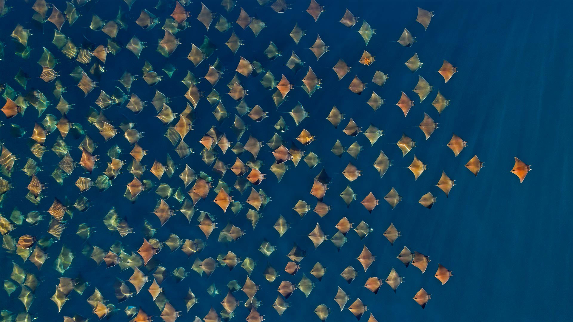 Mobula_ZH-CN7830551038_1920x1080.jpg