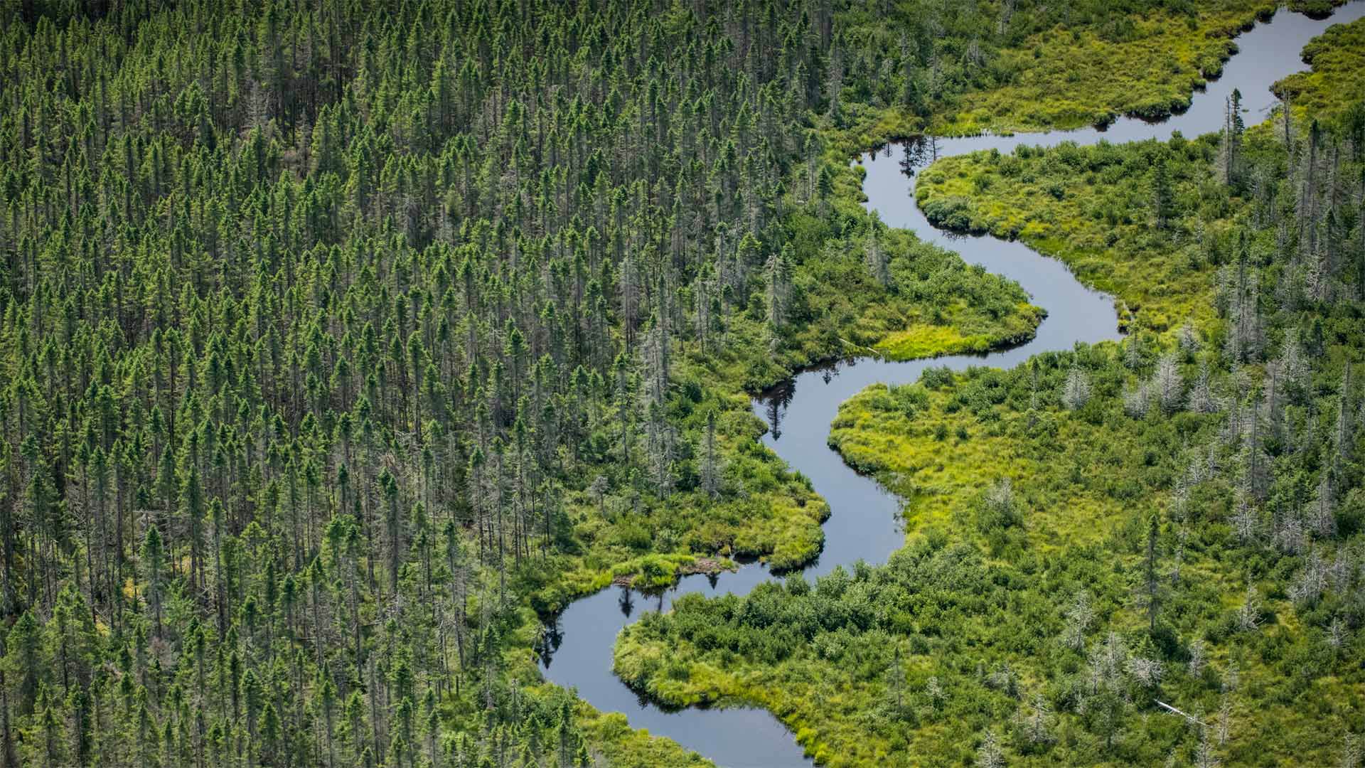 MaineWetland_ZH-CN7884780461_1920x1080.jpg