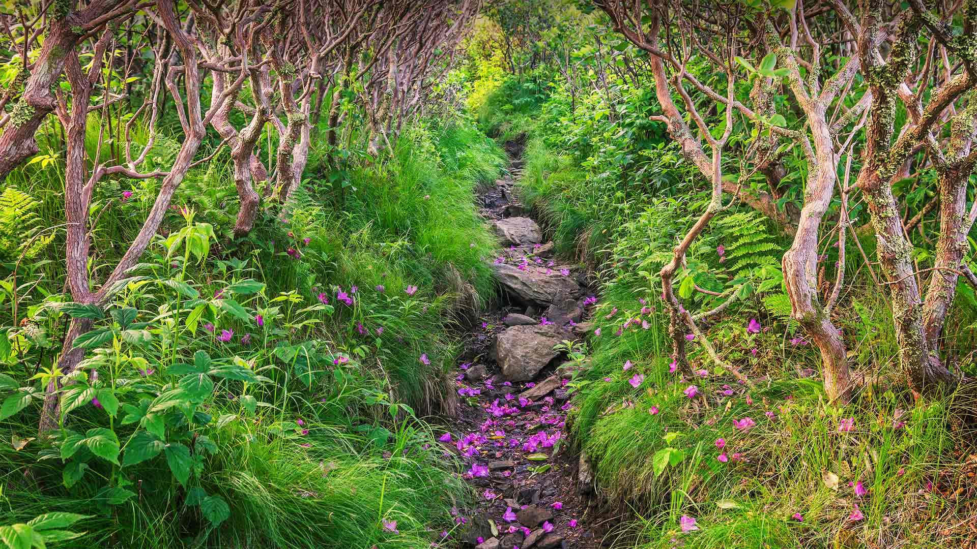 RoanRhododendron_ZH-CN6519978283_1920x1080.jpg