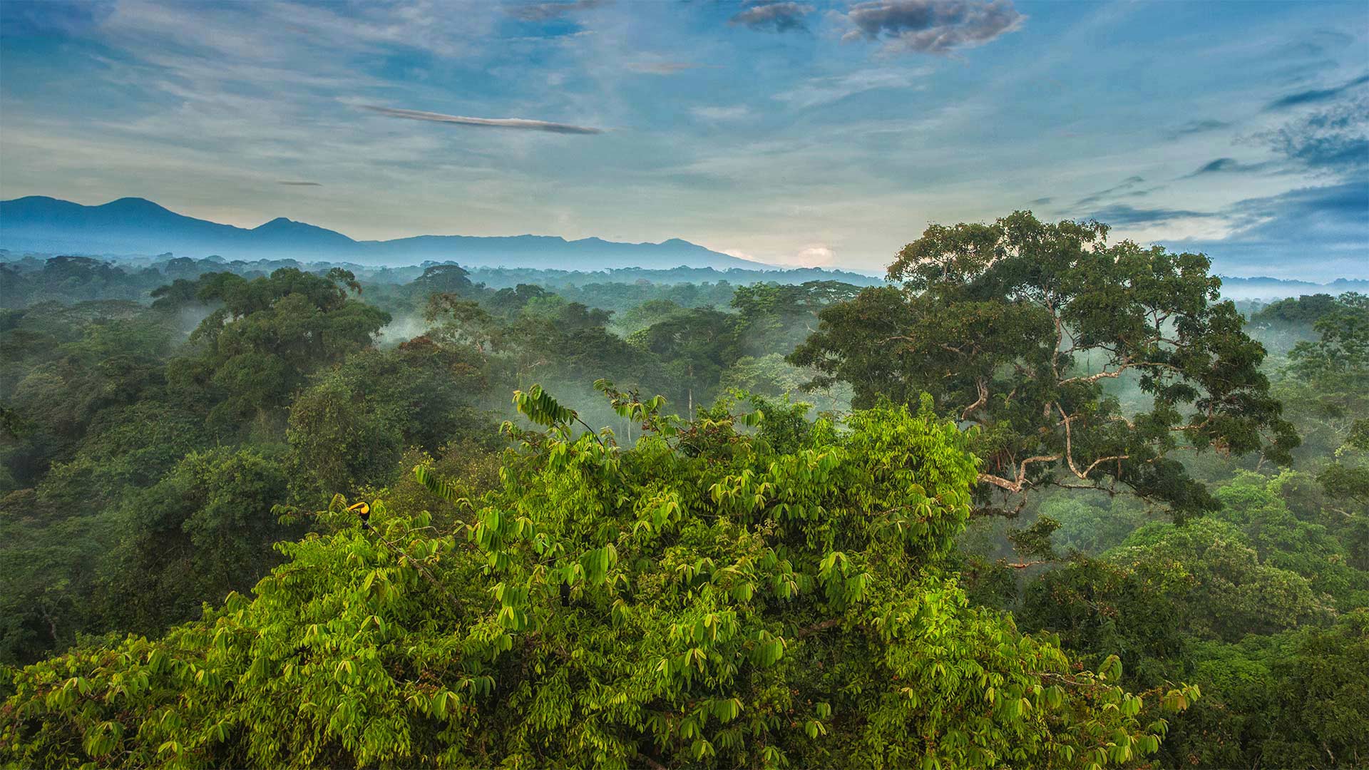 ToucanRainforest_ZH-CN0522556036_1920x1080.jpg