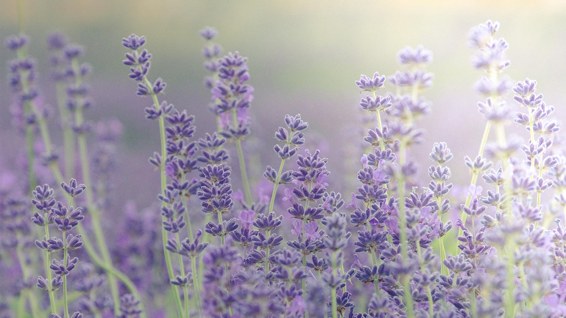 LavenderBlooms_ZH-CN5541892943_1920x1080.jpg