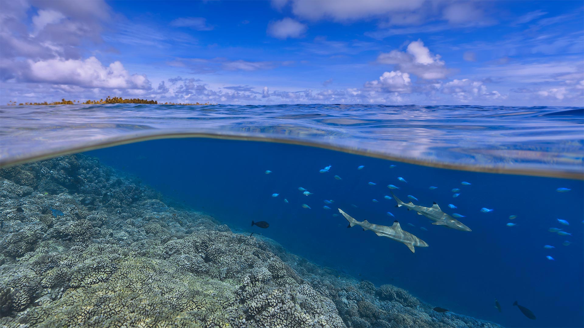 SharkAwareness_ZH-CN6069597614_1920x1080.jpg
