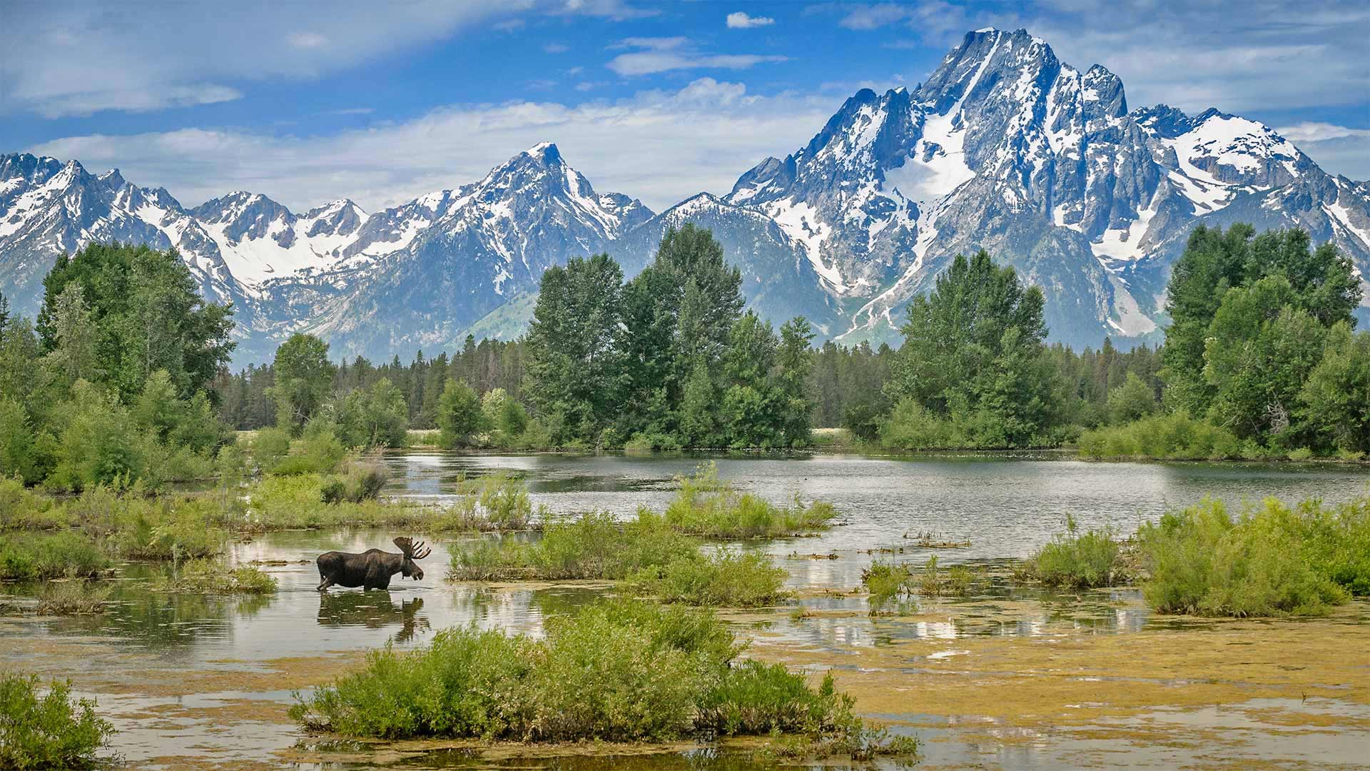 MooseVelvet_ZH-CN5891459899_1920x1080.jpg