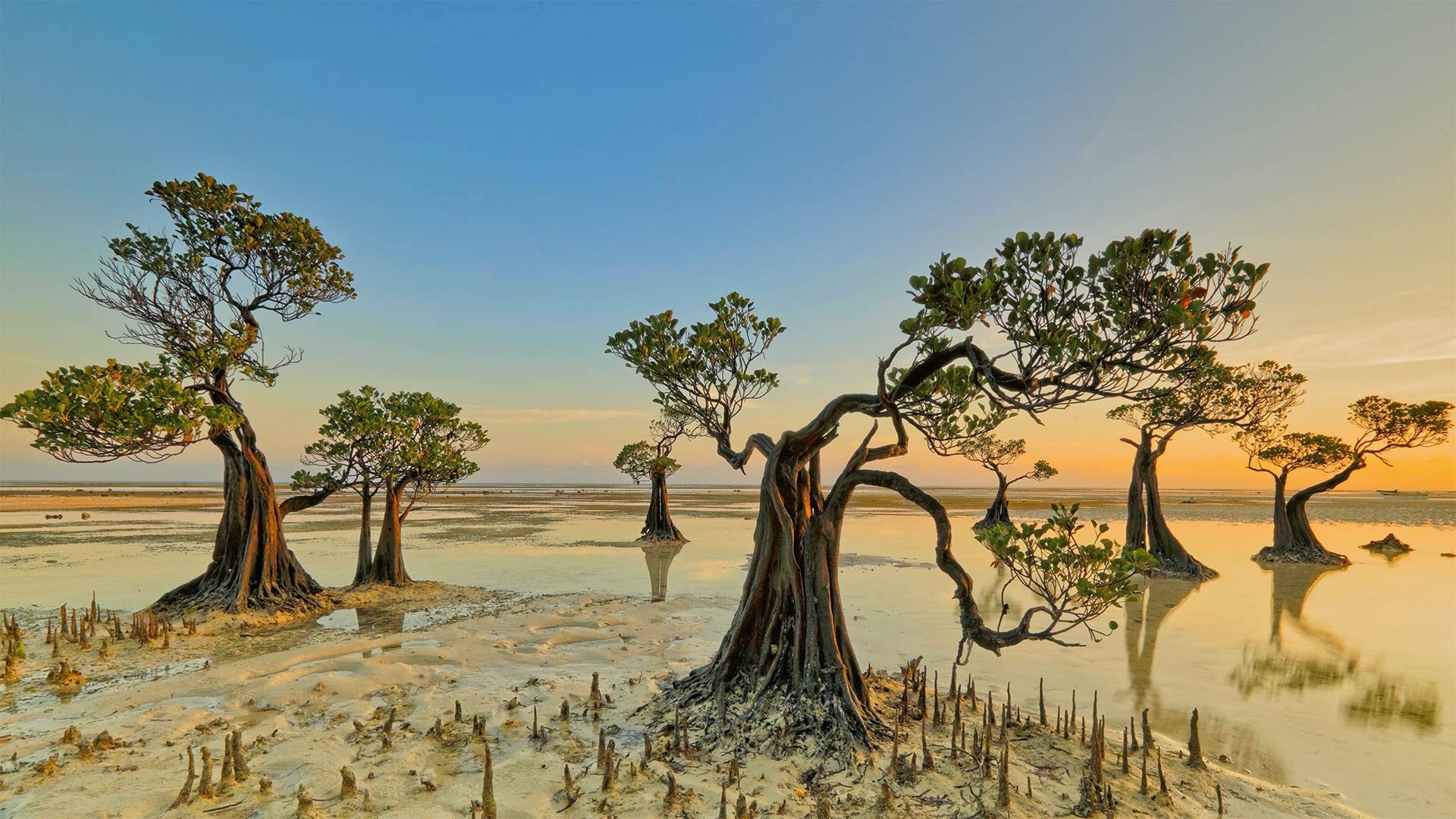 DancingTrees_ZH-CN2946844631_1920x1080.jpg