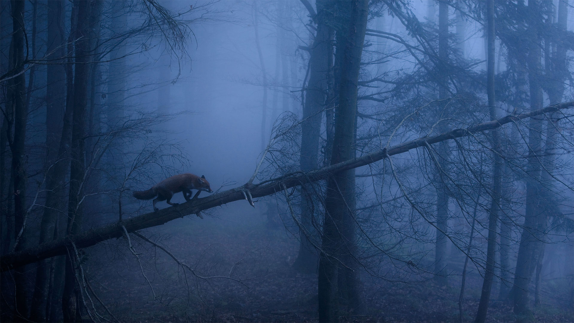 RedFoxBlackForest_ZH-CN2253259942_1920x1080.jpg