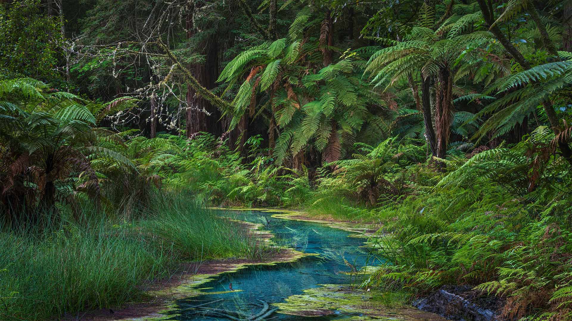 Whakarewarewa_ZH-CN4957778498_1920x1080.jpg