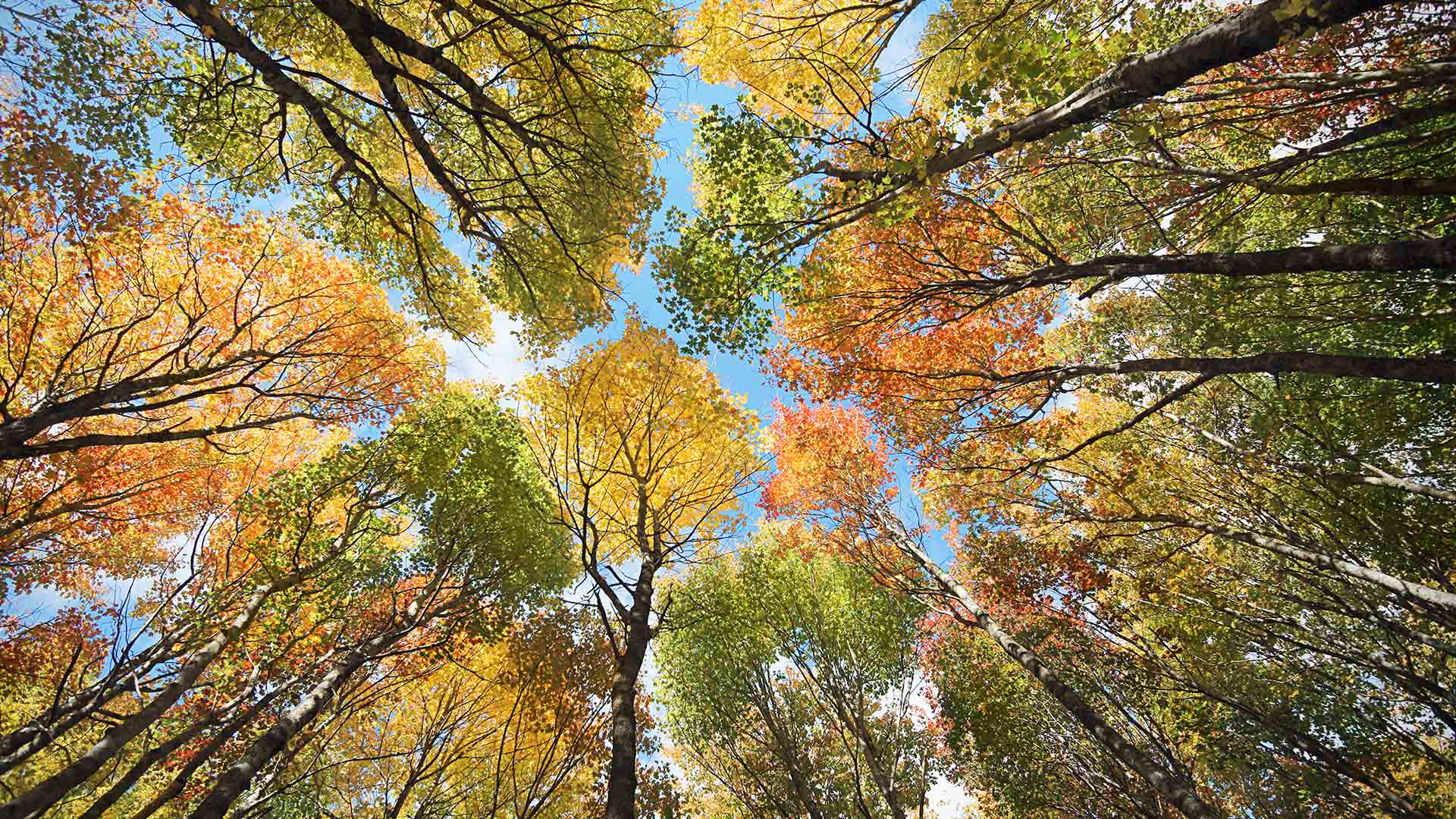 FallPEI_ZH-CN2044233645_1920x1080.jpg