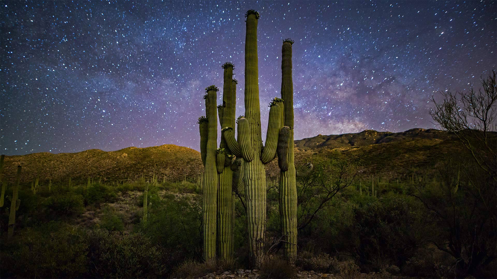 SaguaroFamily_ZH-CN3845395676_1920x1080.jpg