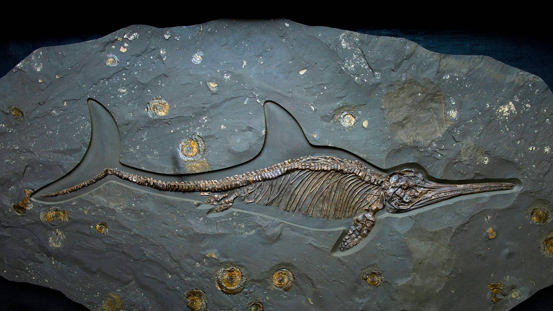 IchthyosaurFossil_ZH-CN3662909435_1920x1080.jpg