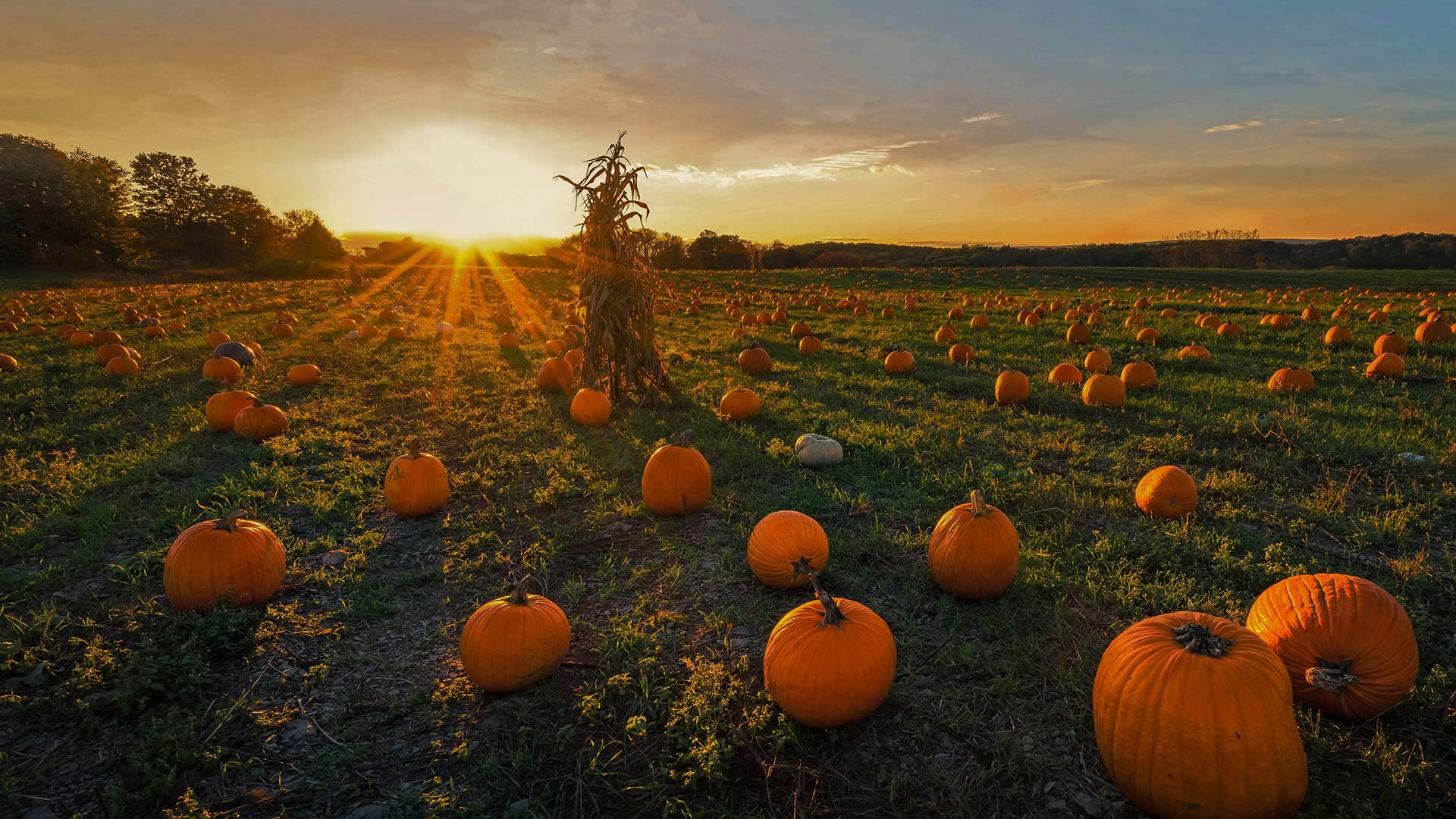 NewtonPumpkins_ZH-CN2560195971_1920x1080.jpg