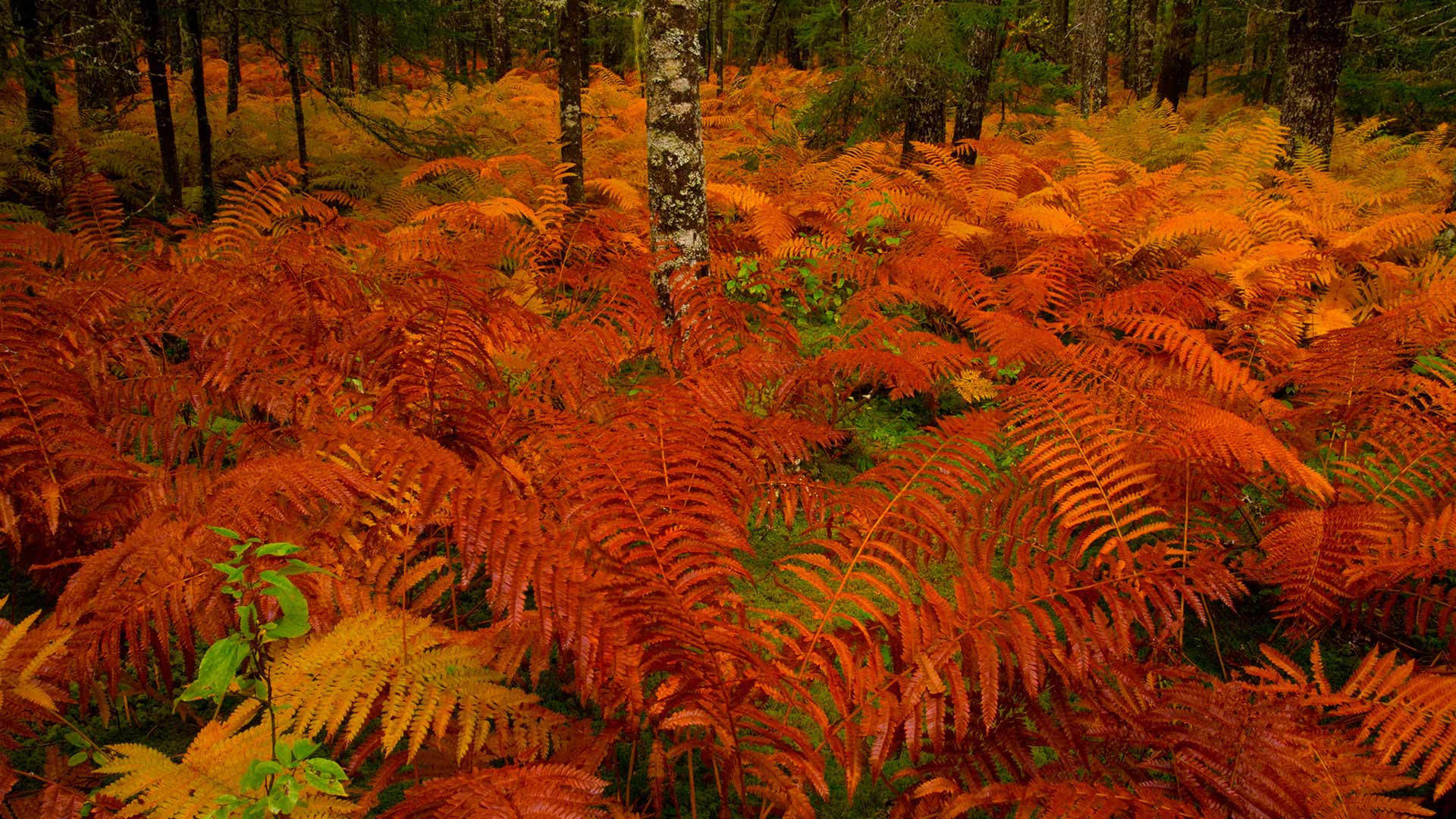 CinnamonFernNS_ZH-CN3822051382_1920x1080.jpg