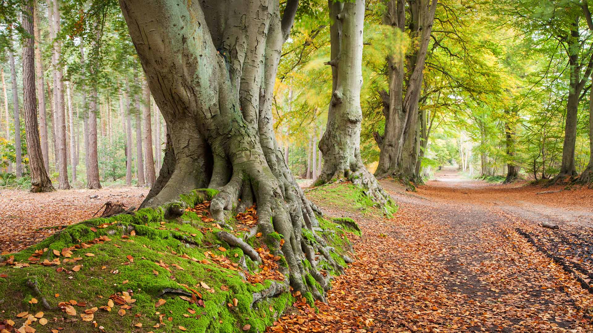 BeechTrees_ZH-CN9605292244_1920x1080.jpg