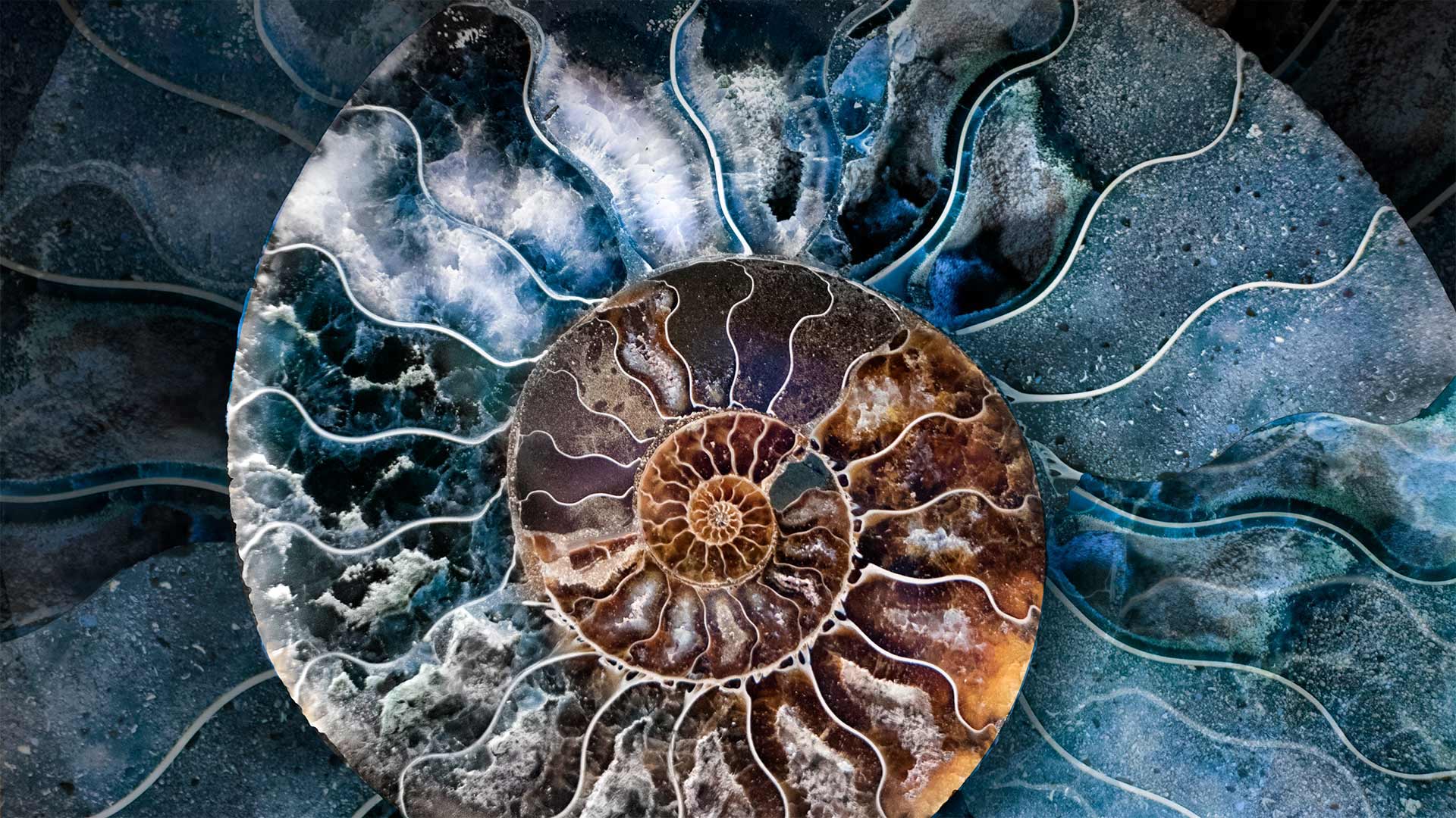 AmmoniteShell_ZH-CN9232274077_1920x1080.jpg