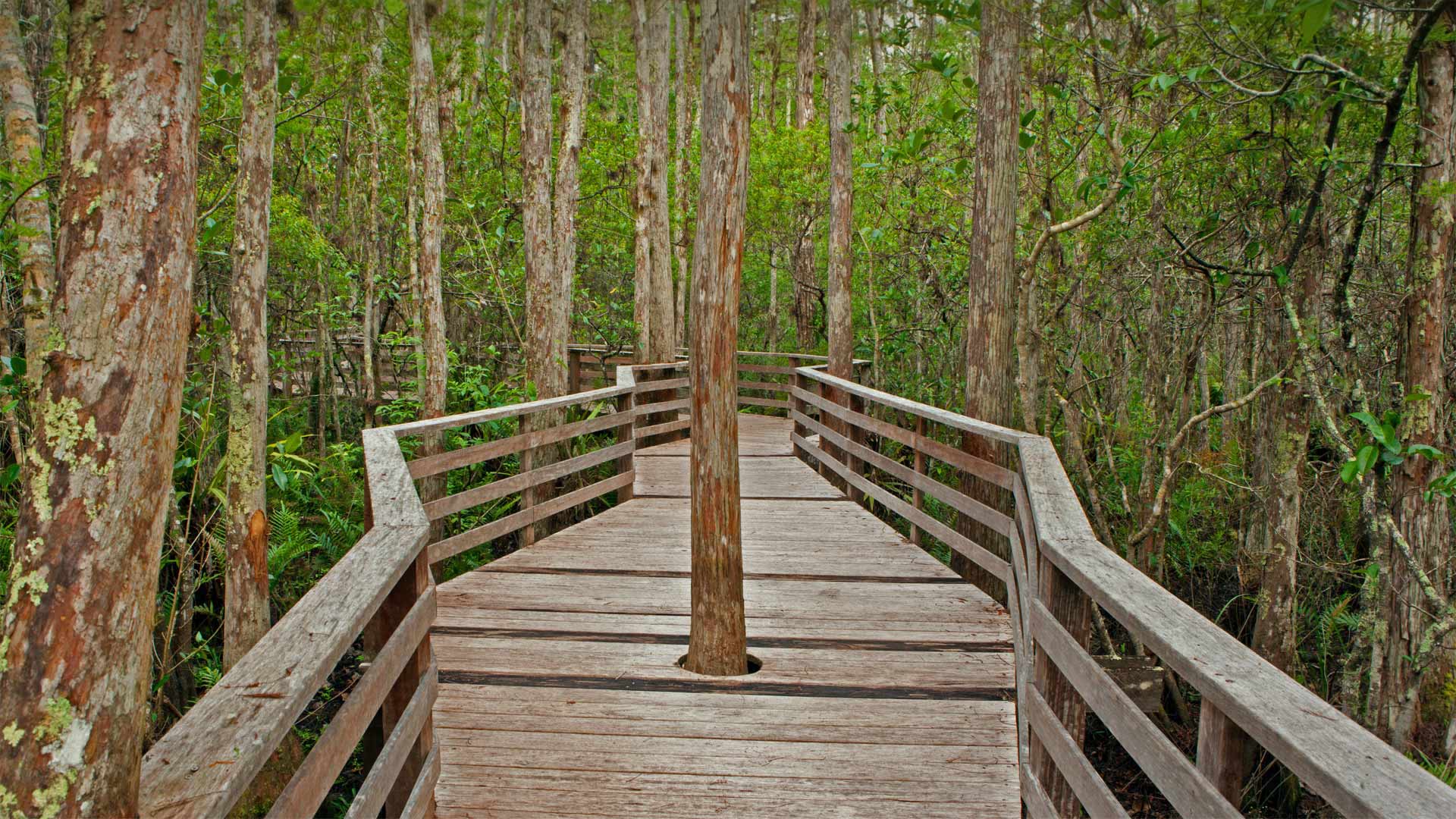 CorkscrewSwamp_ZH-CN2637396790_1920x1080.jpg