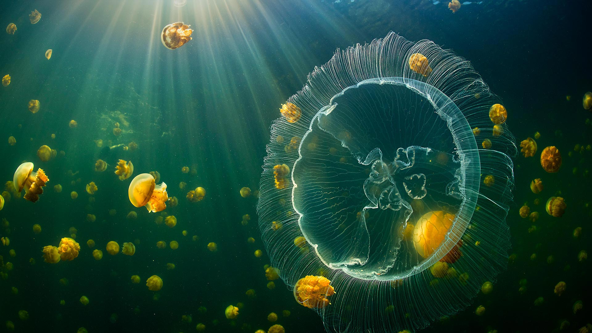MoonJellyDay_ZH-CN4121466496_1920x1080.jpg