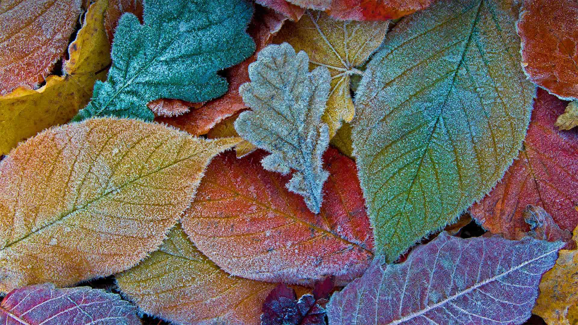 FrostLeaves_ZH-CN6851974281_1920x1080.jpg