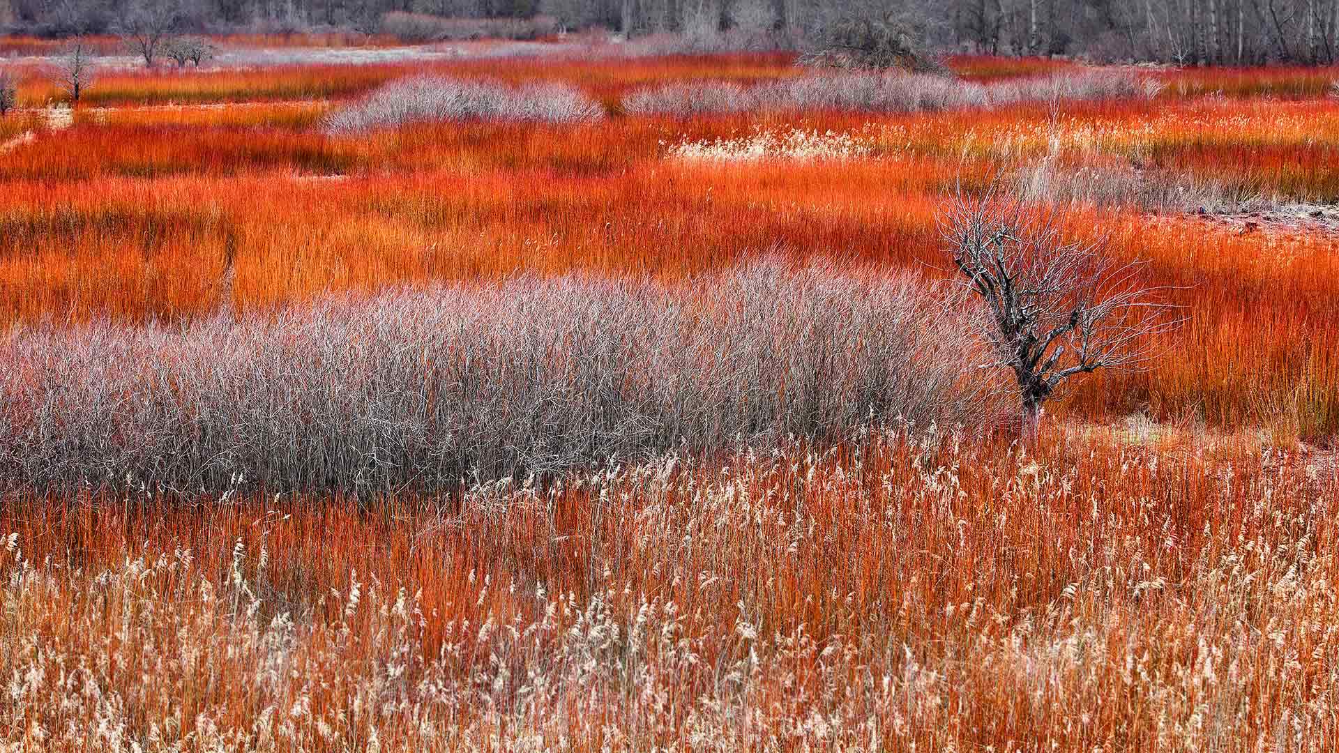 WickerCultivation_ZH-CN0310713697_1920x1080.jpg