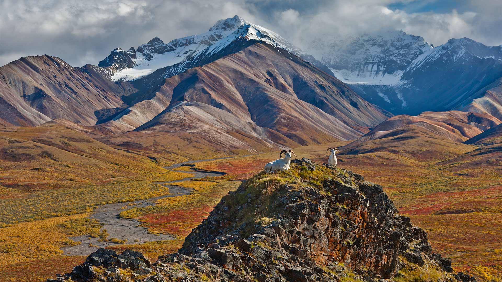 DenaliDall_ZH-CN9952652691_1920x1080.jpg