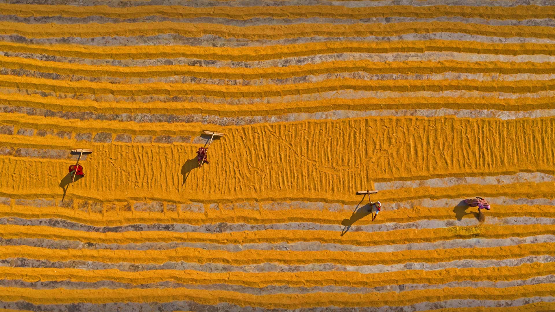 RiceBangladesh_ZH-CN0196473460_1920x1080.jpg