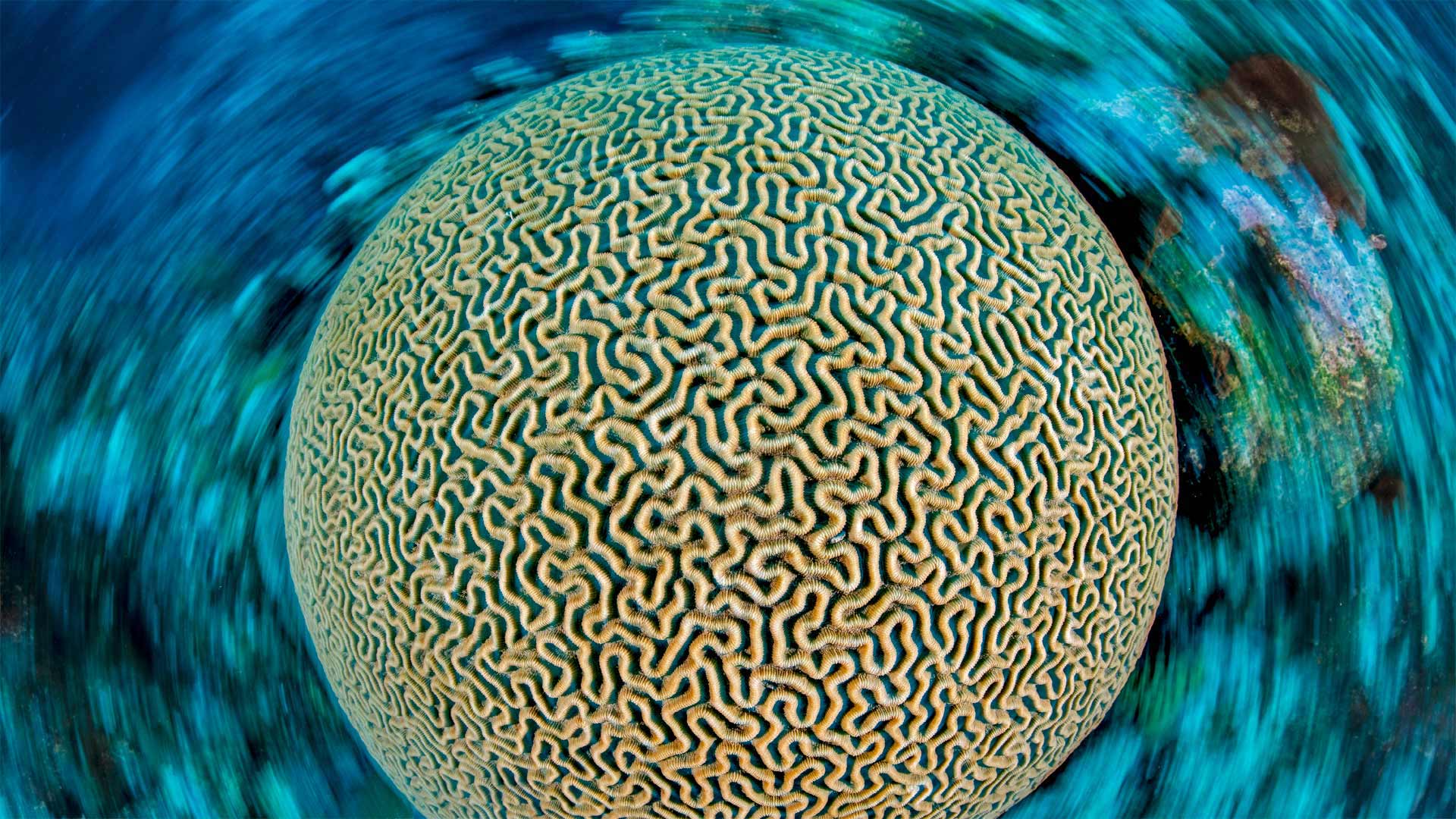 BrainCoral_ZH-CN8354100992_1920x1080.jpg