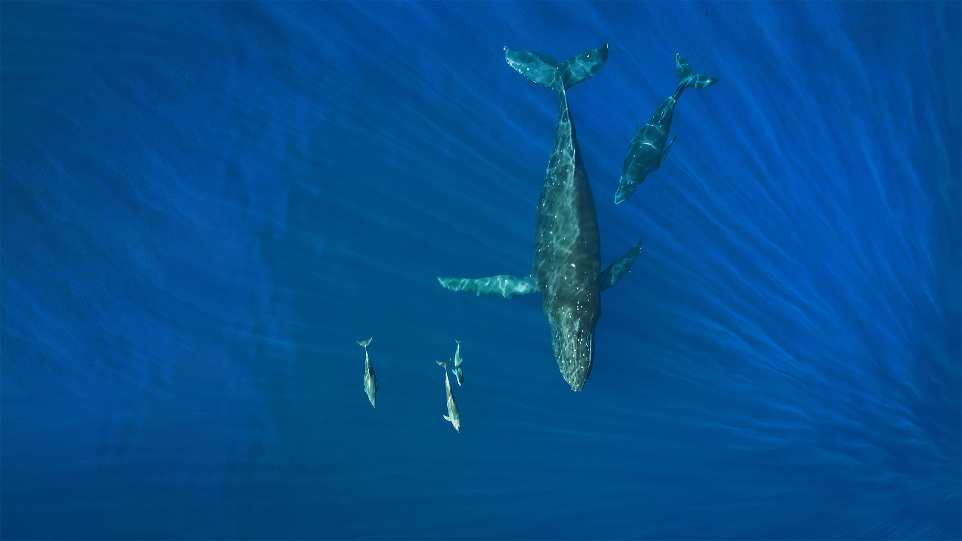 WhalesDolphins_ZH-CN0636695997_1920x1080.jpg