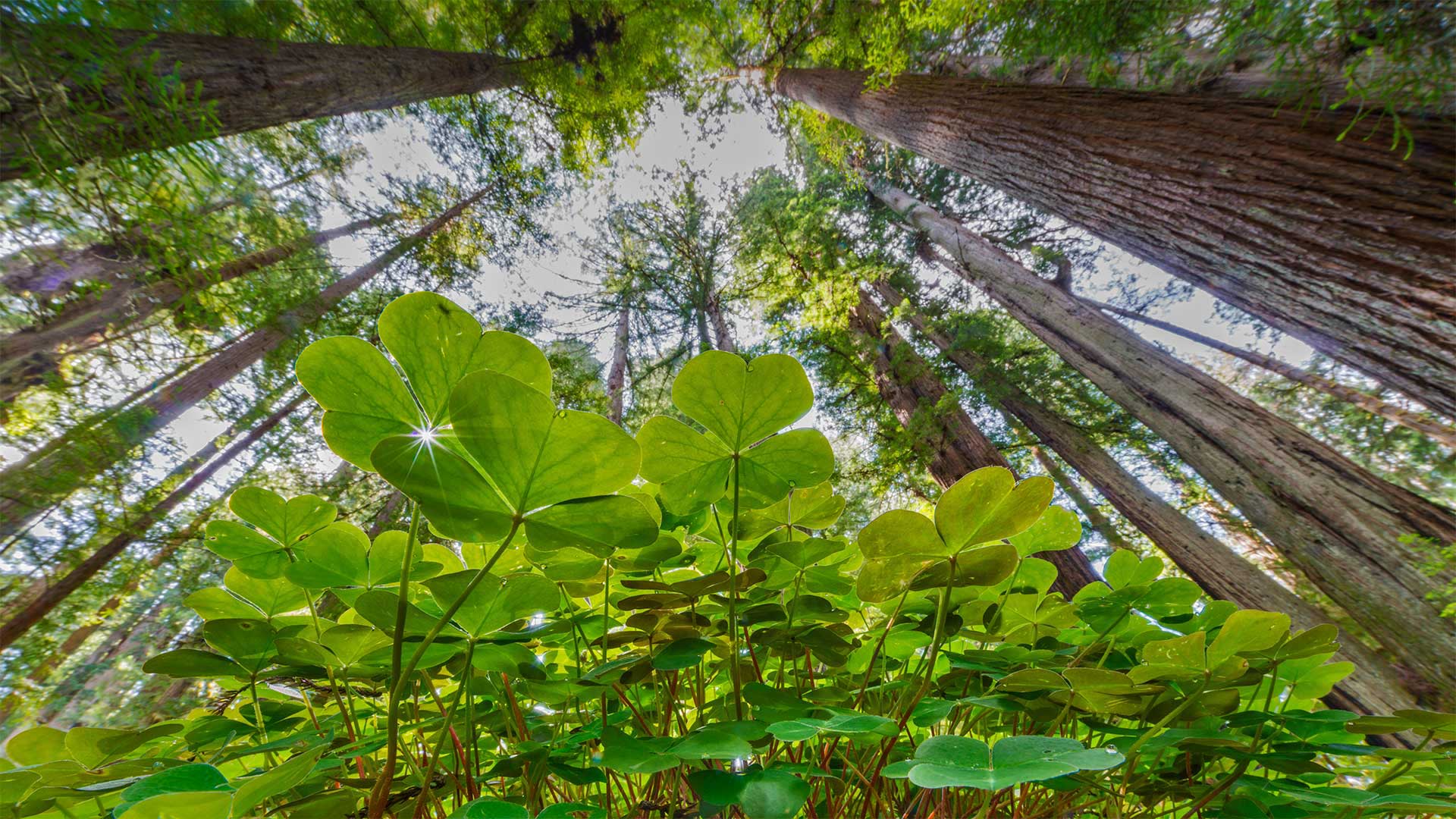 Shamrocks_ZH-CN6712957522_1920x1080.jpg