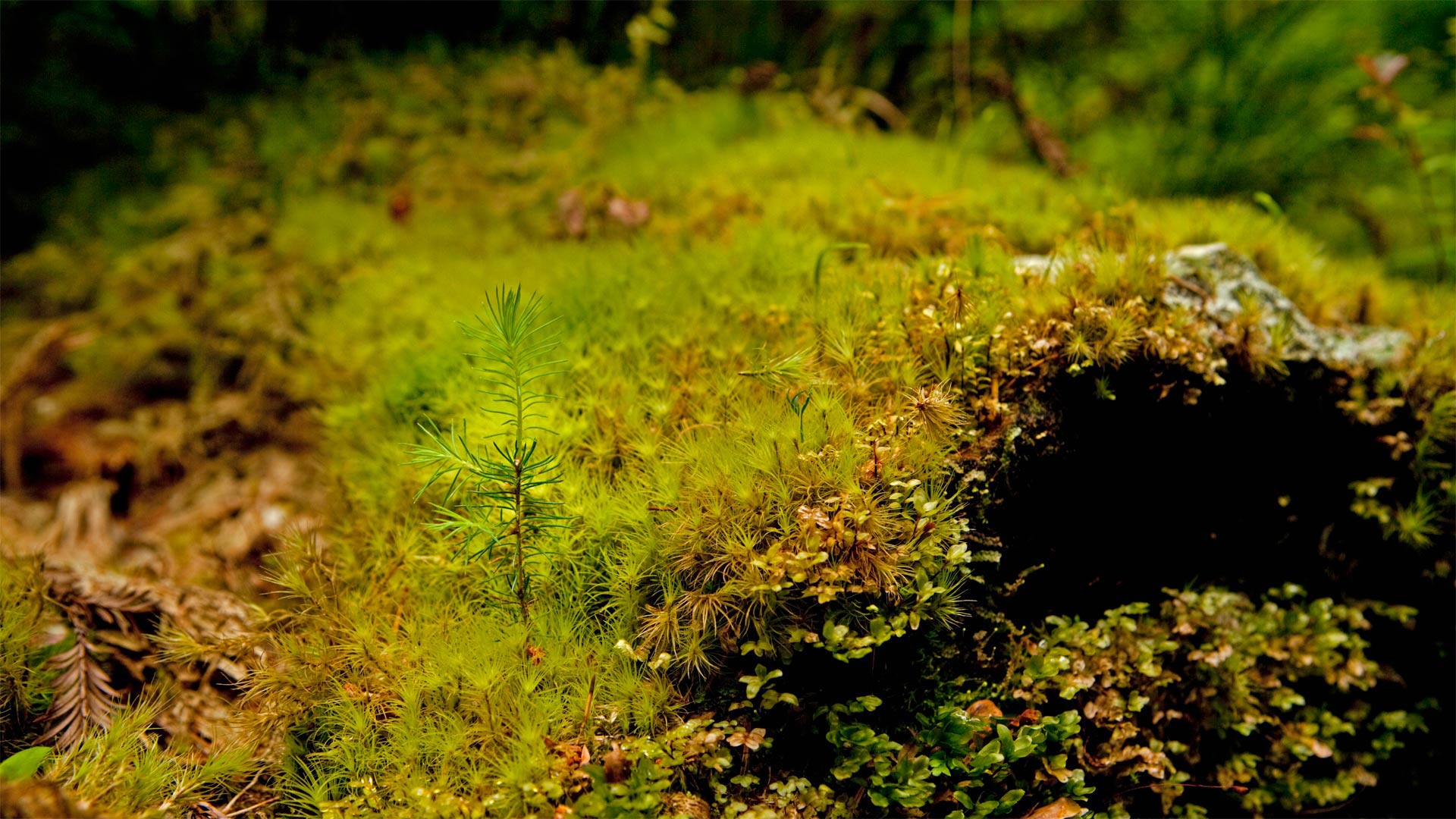RedwoodSprout_ZH-CN6224667074_1920x1080.jpg