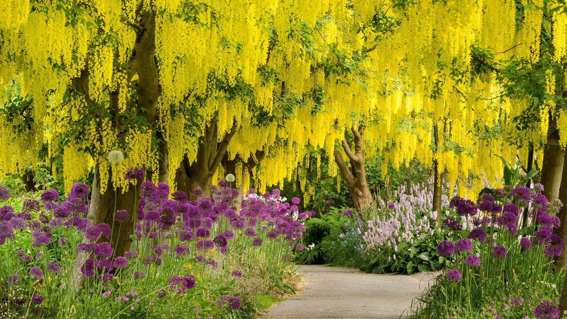 VanBlooms_ZH-CN6370306779_1920x1080.jpg