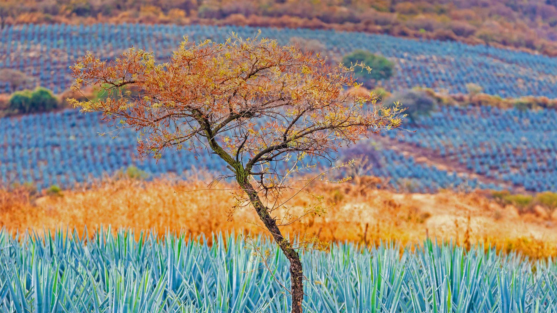 JaliscoAgave_ZH-CN6612544241_1920x1080.jpg
