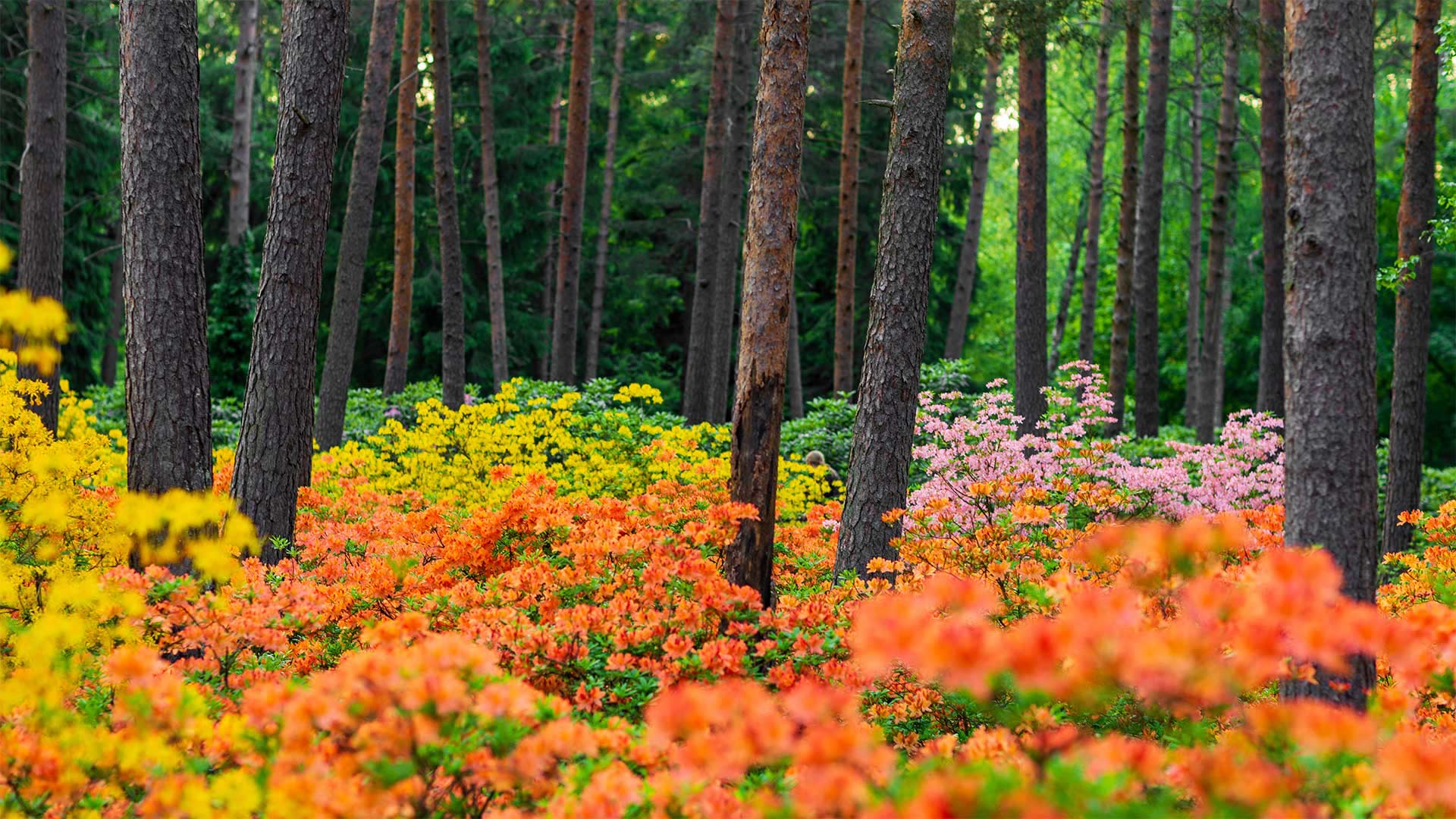 HaagaRhododendron_ZH-CN3375001658_1920x1080.jpg