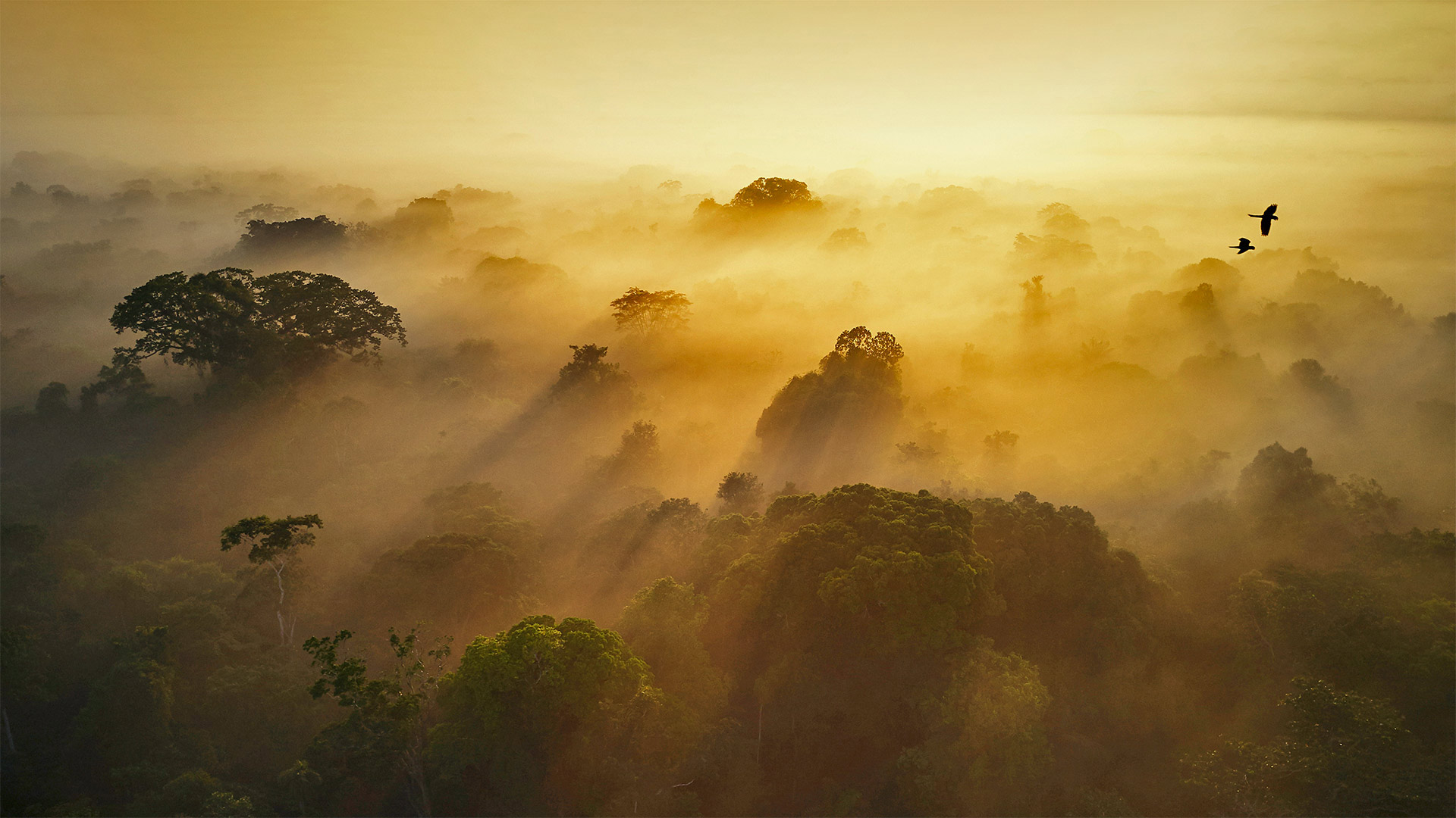 AmazonianEcuador_ZH-CN9873999948_1920x1080.jpg