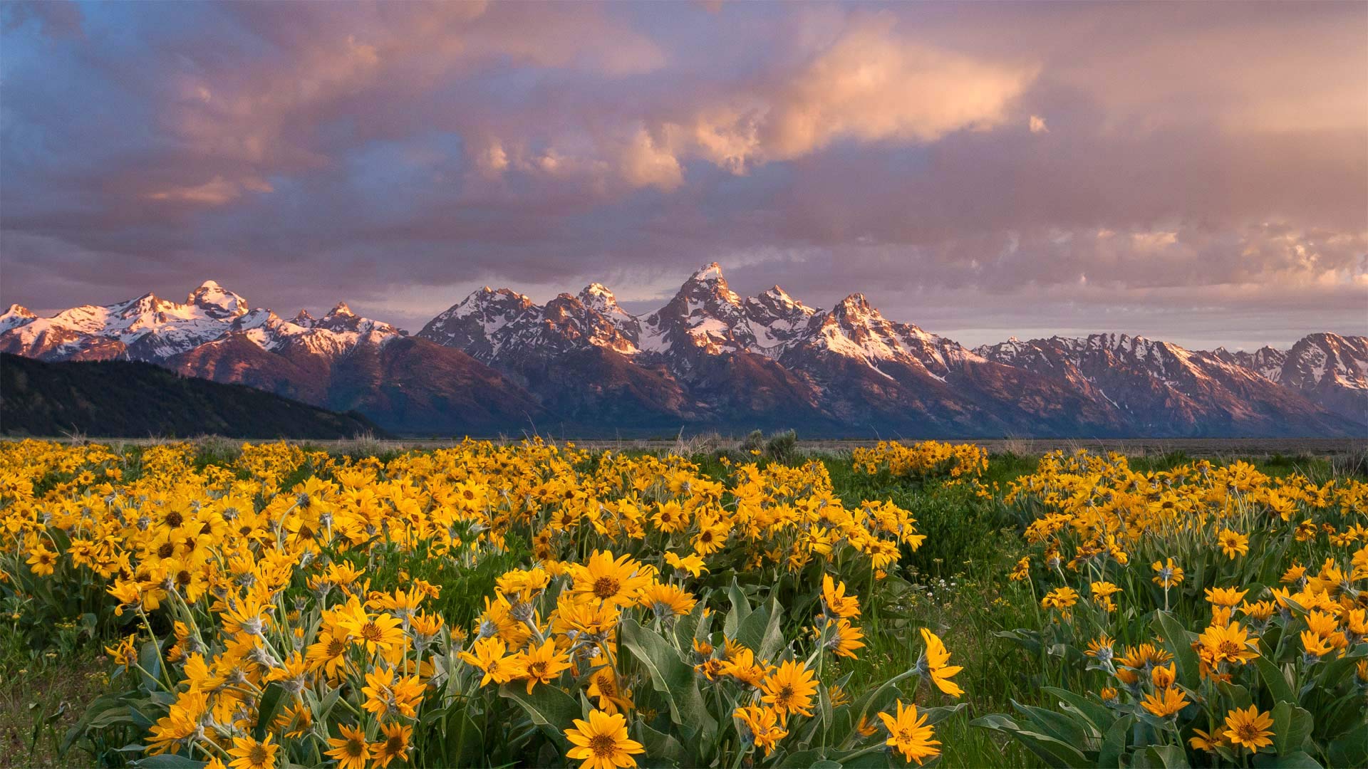 Balsamroot_ZH-CN9456182640_1920x1080.jpg