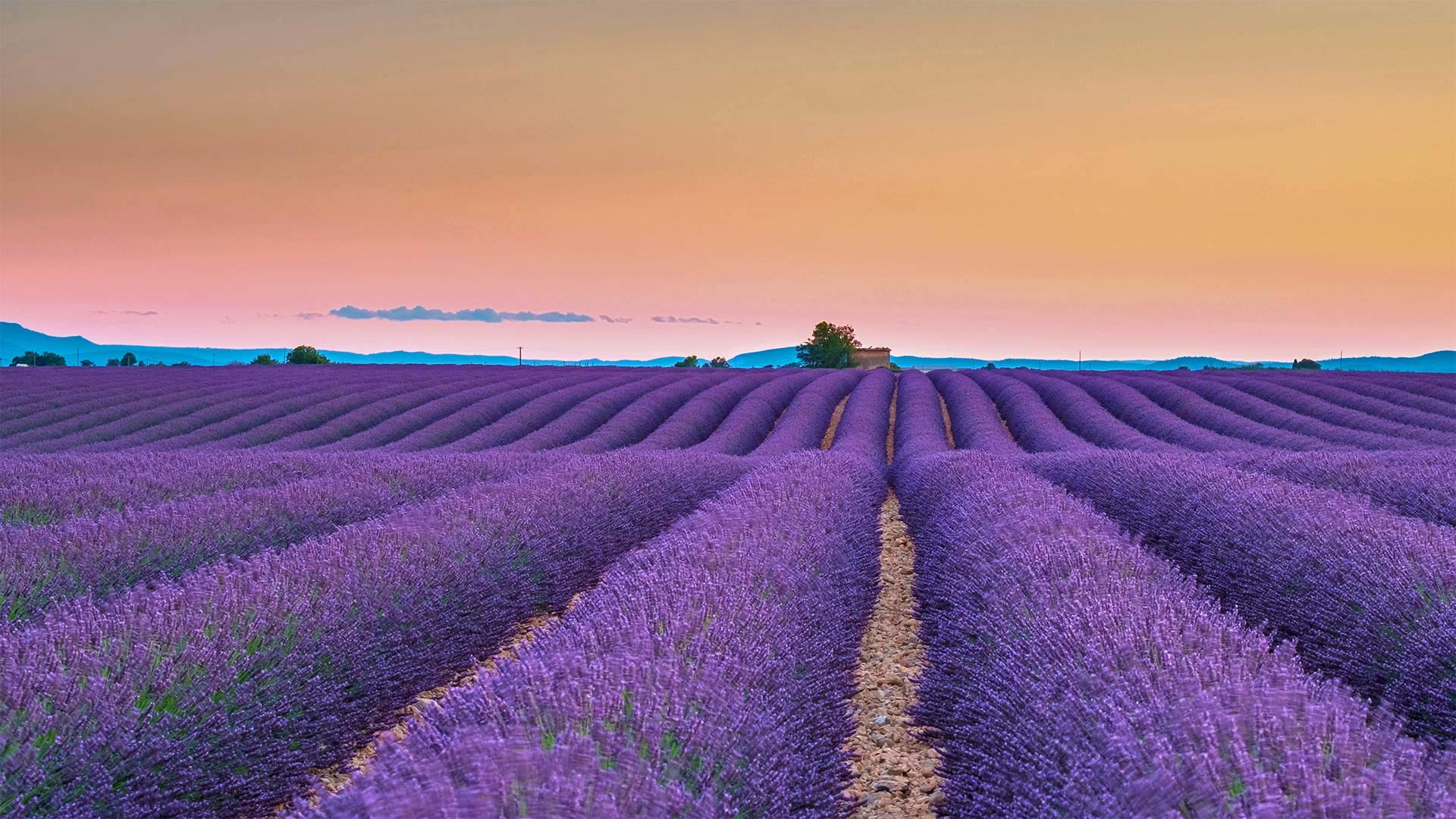ValensoleLavender_ZH-CN8778885260_1920x1080.jpg